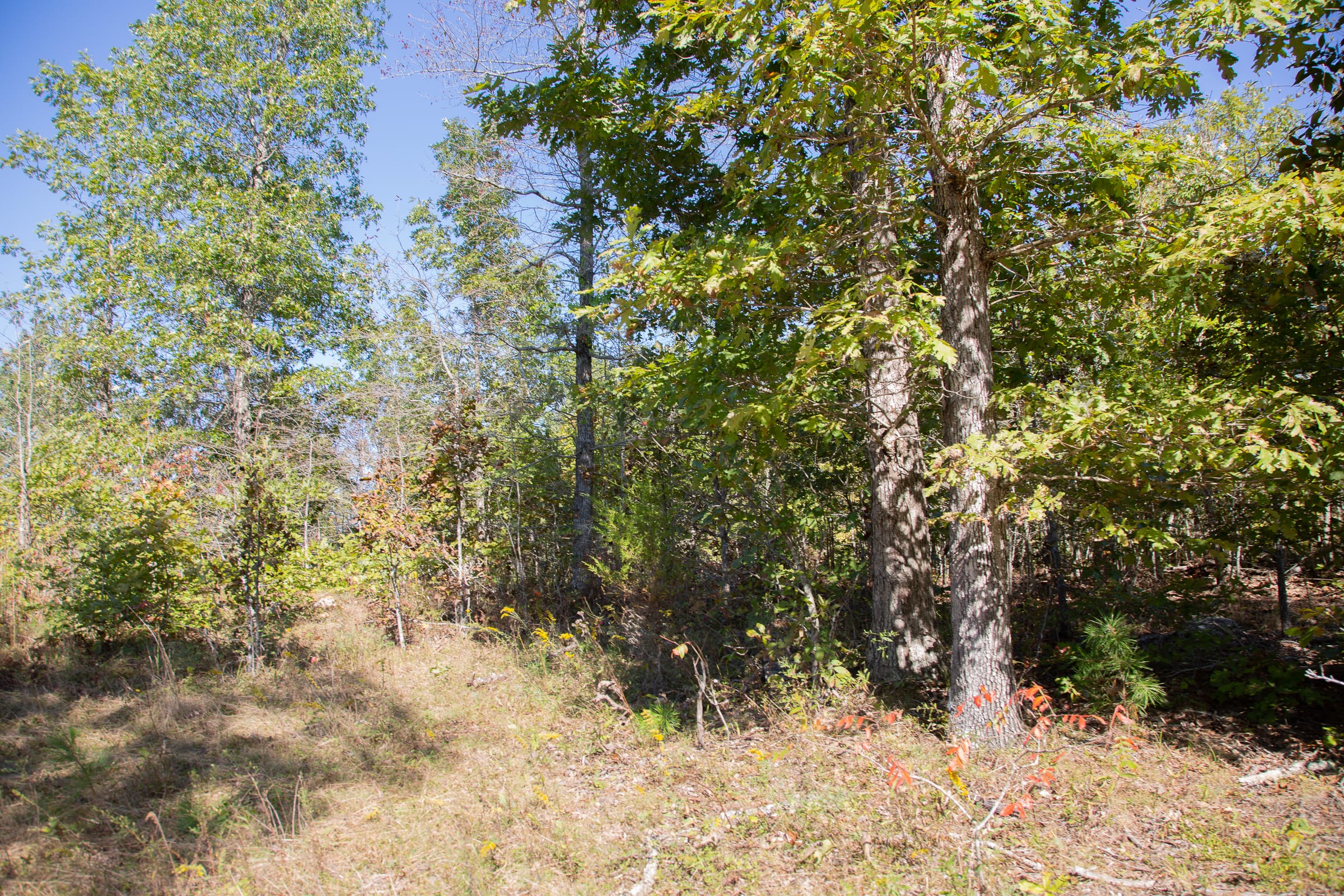 Borgmann’s Hollow Phase III Tract 99 photo 15