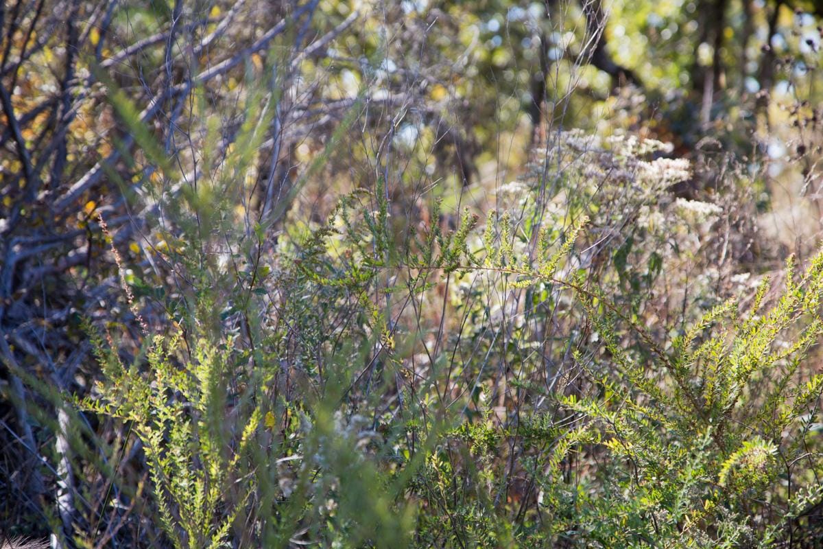 Stone Creek Phase I Tract 163 photo 7