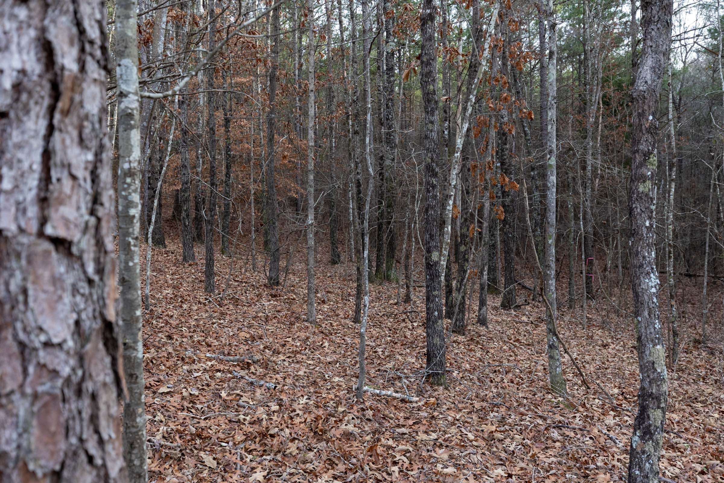 Baker Creek Tract 16 photo 6