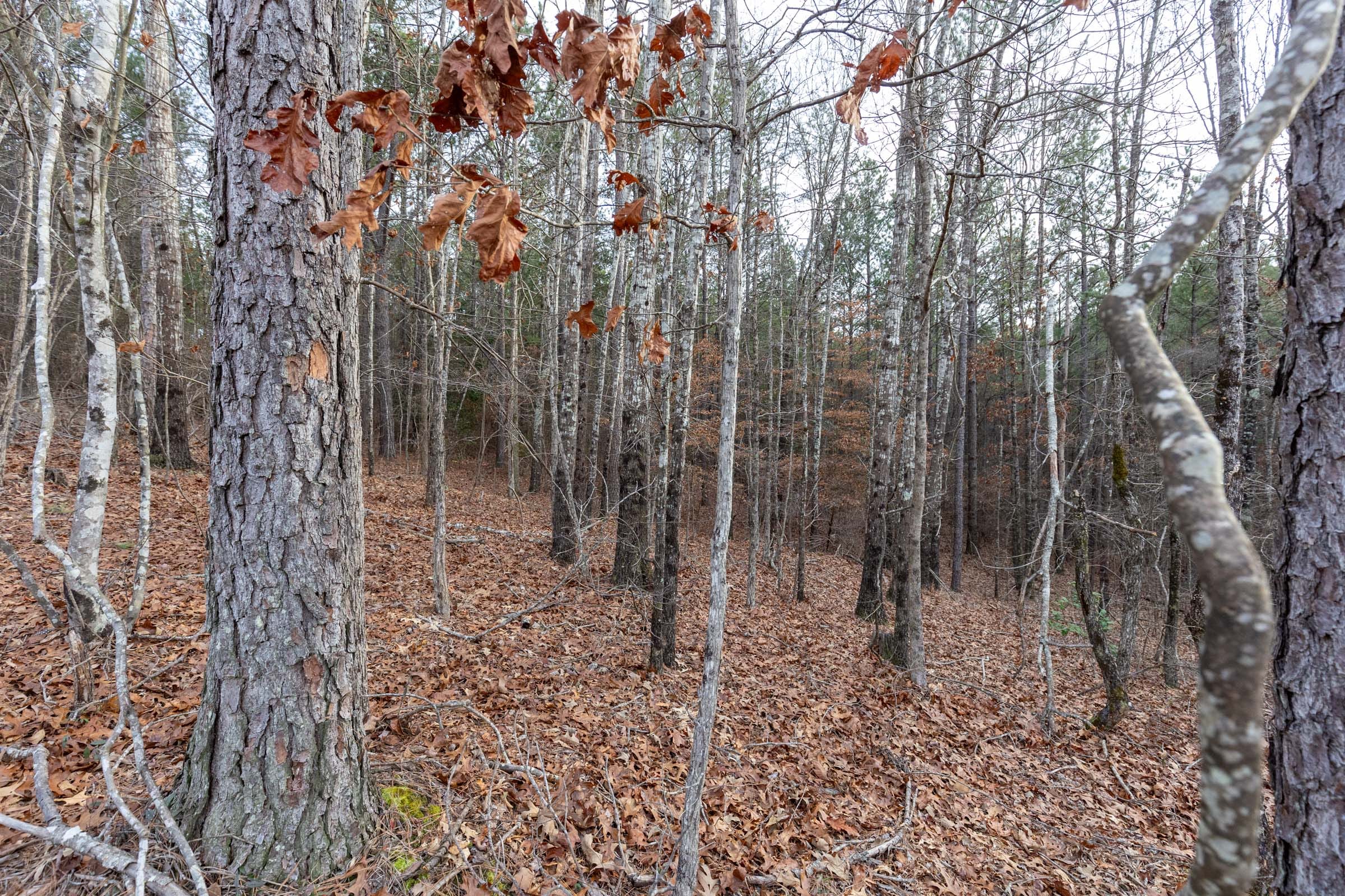 Baker Creek Tract 16 photo 3