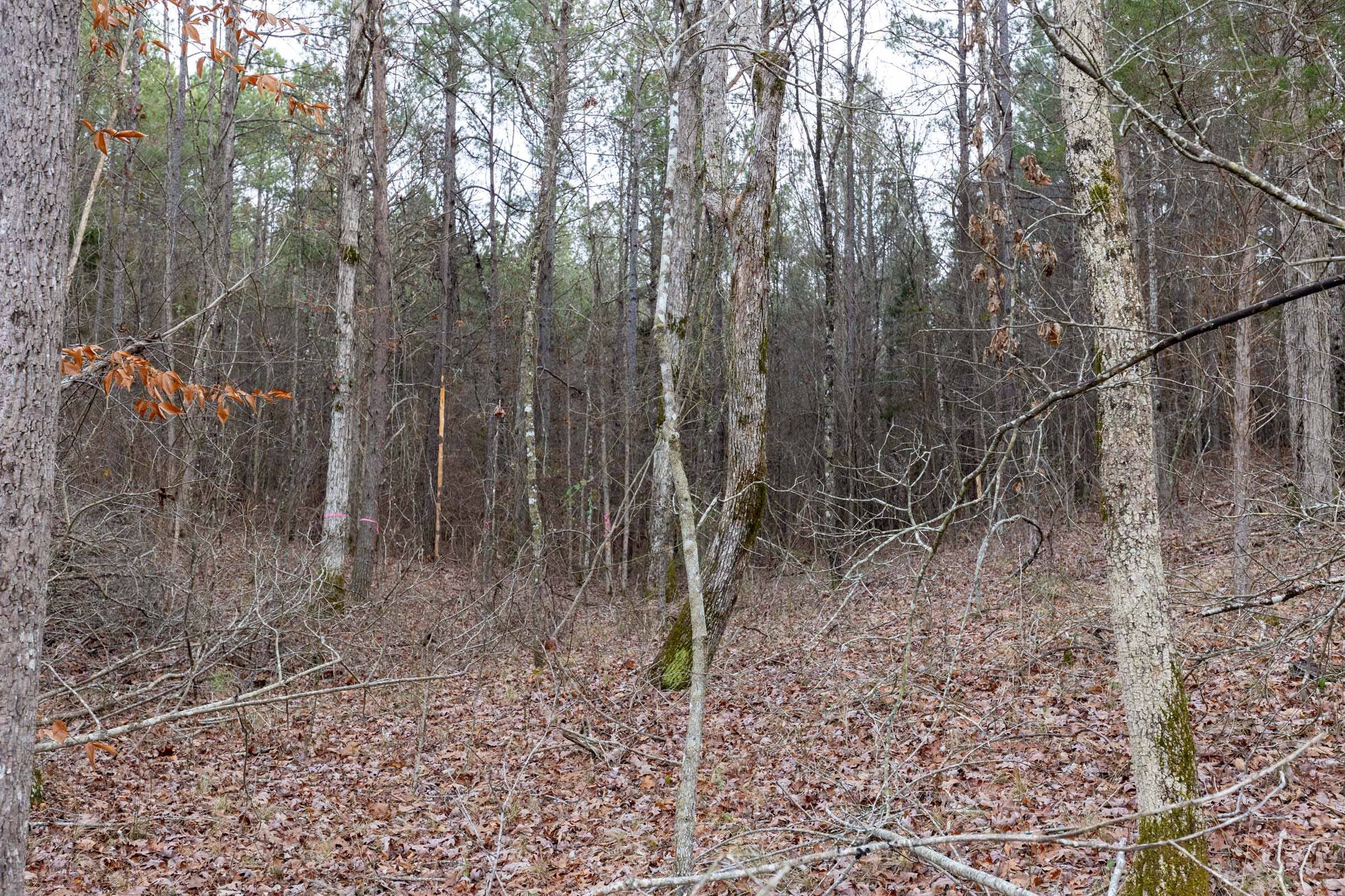 Baker Creek Tract 16 photo 9