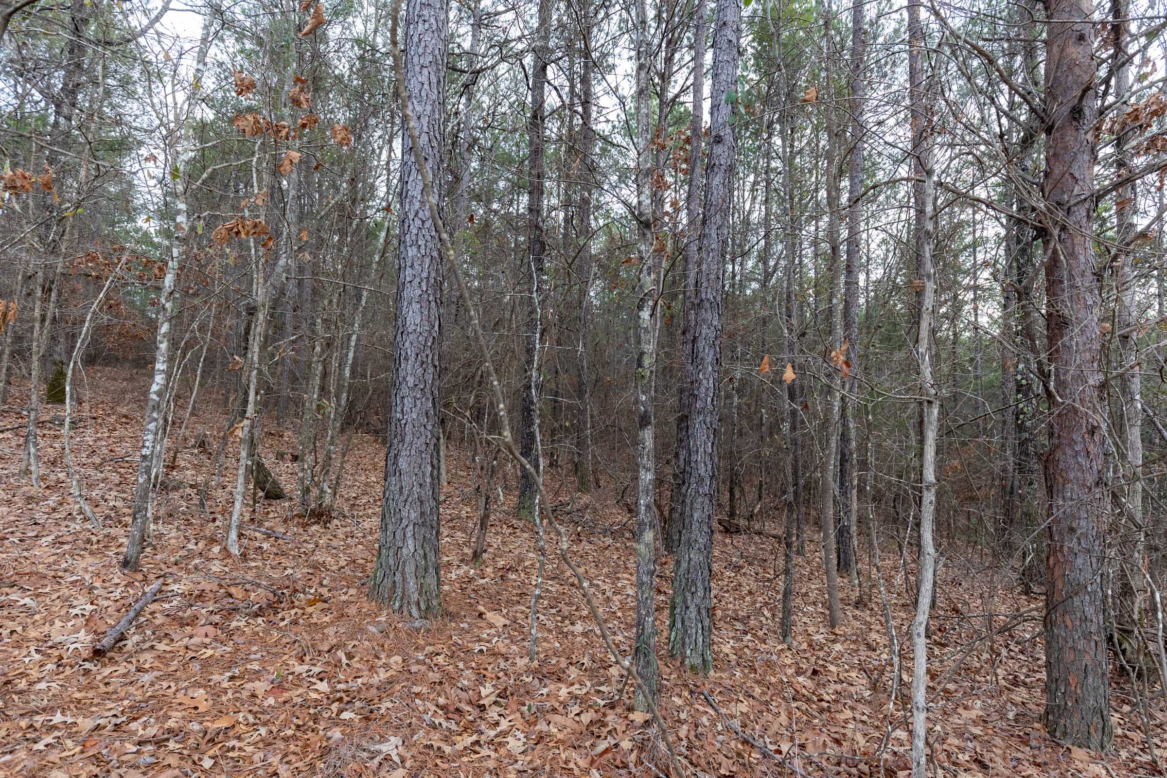 Baker Creek Tract 16 photo 7