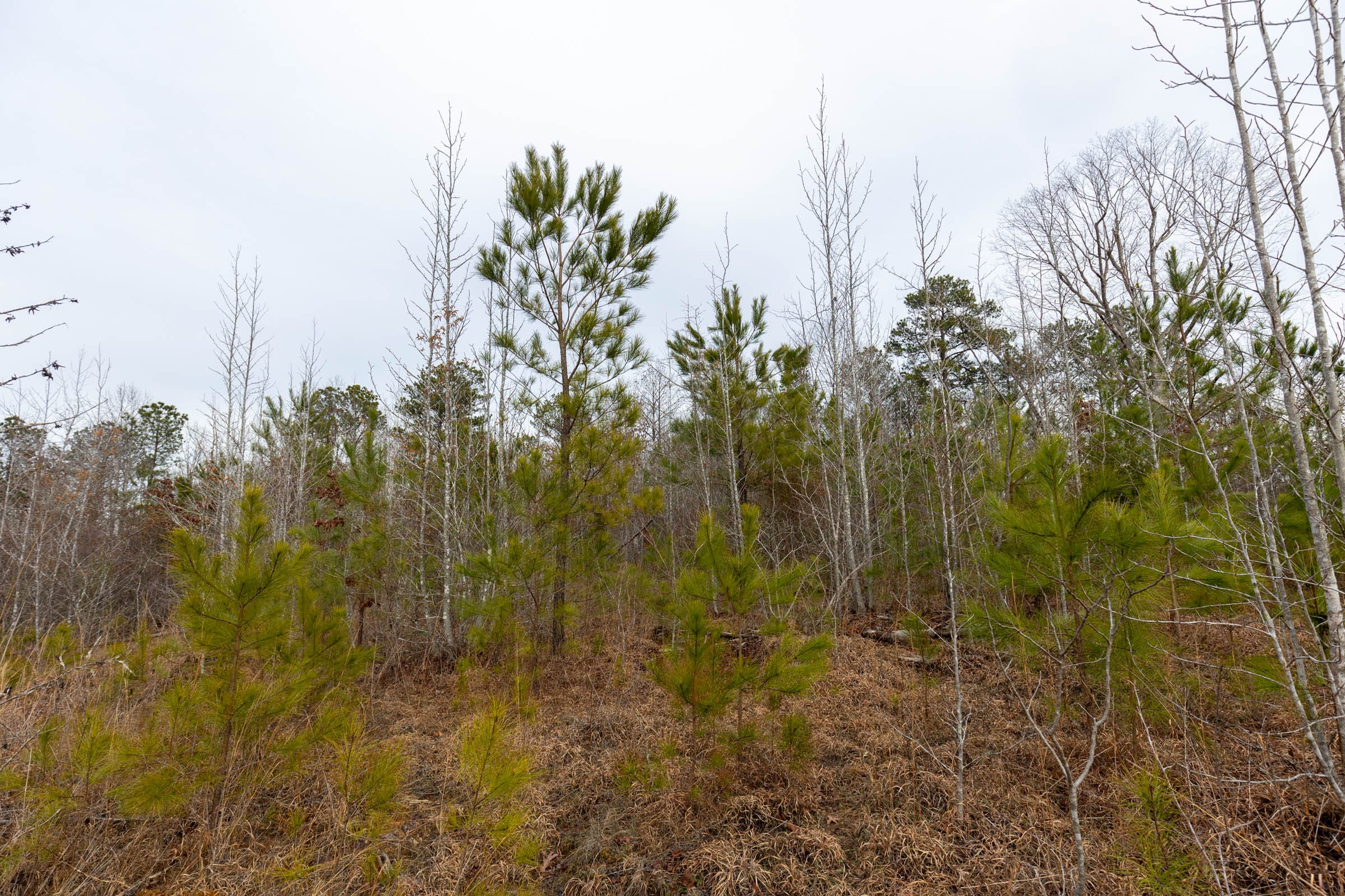 Baker Creek Tract 16 photo 4