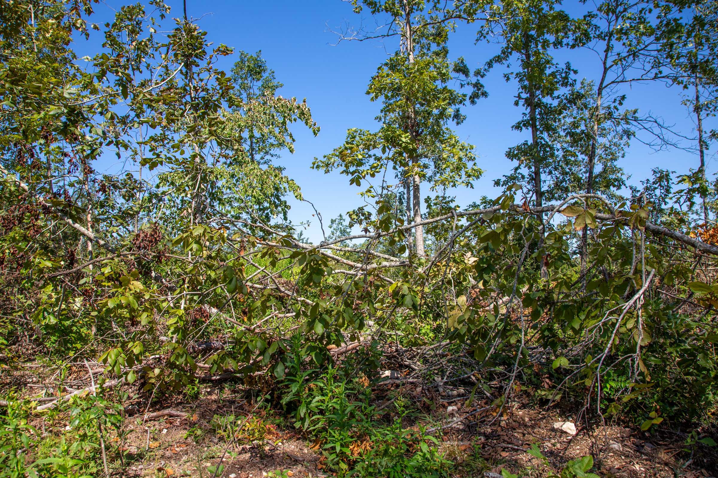 Borgmann’s Hollow Phase II Tract 63 photo 1