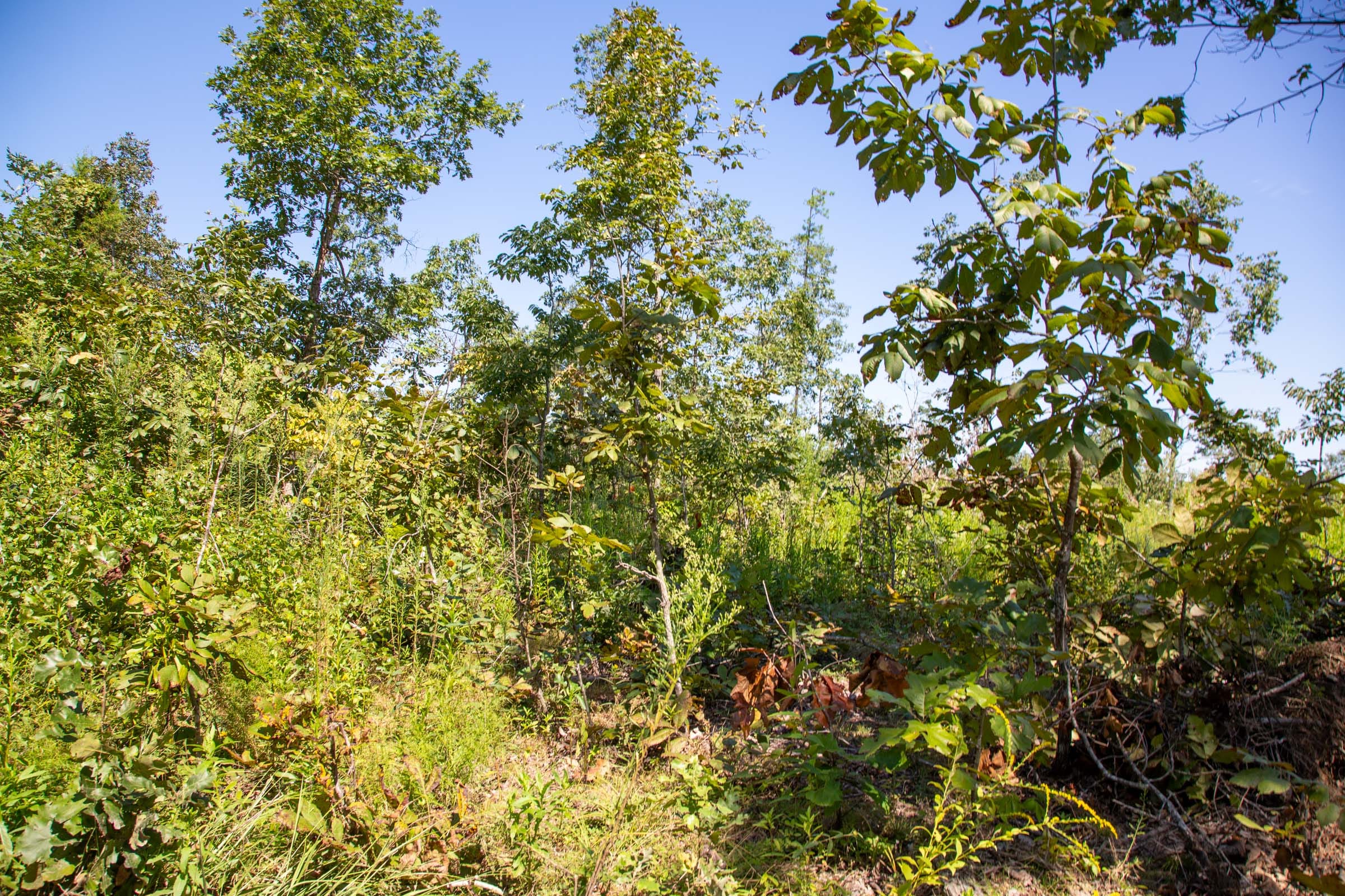 Borgmann’s Hollow Phase II Tract 63 photo 4