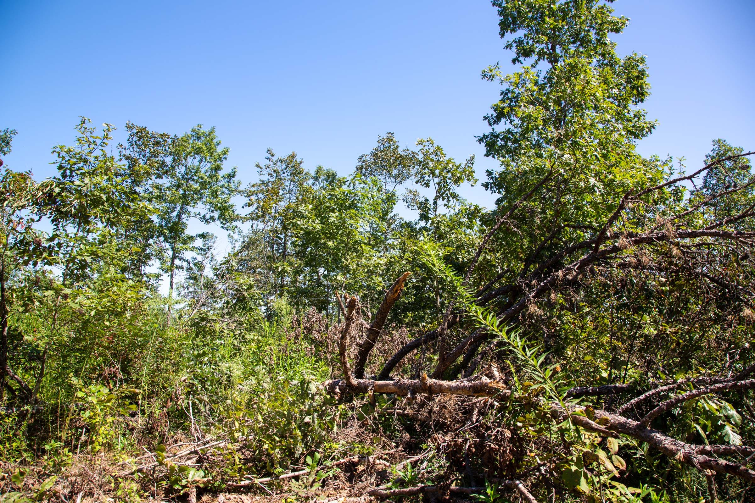 Borgmann’s Hollow Phase II Tract 63 photo 5