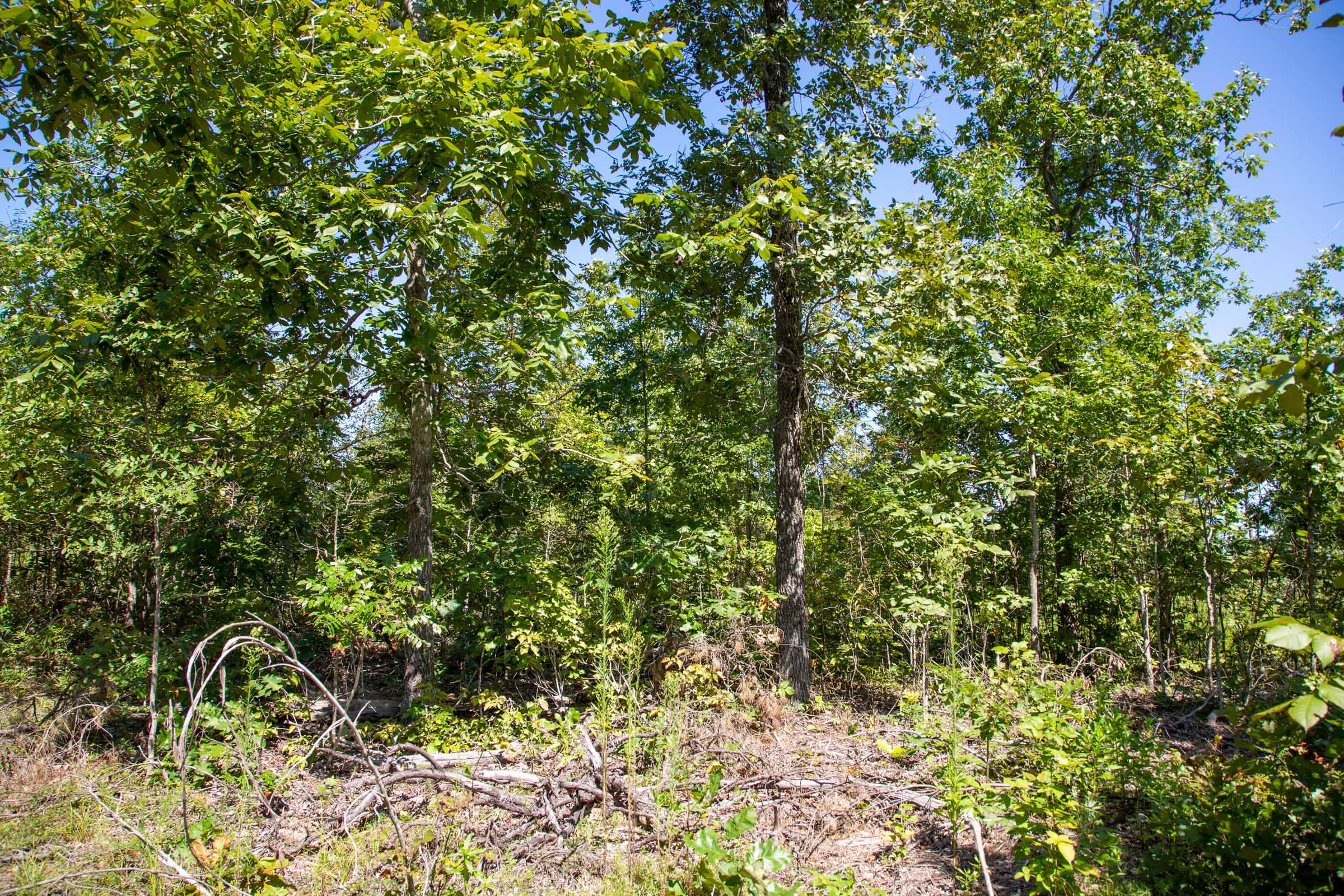 Borgmann’s Hollow Phase II Tract 63 photo 6