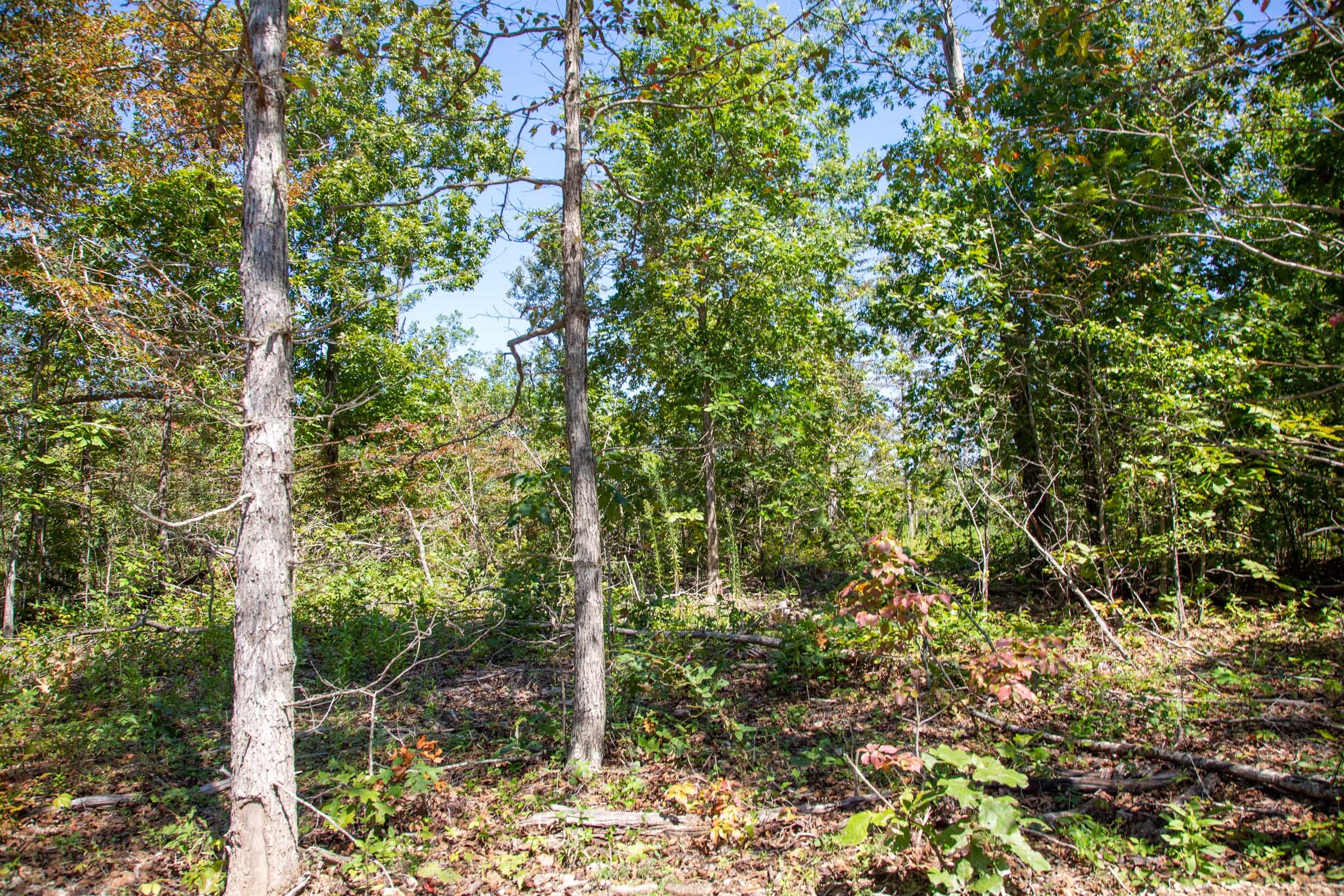 Borgmann’s Hollow Phase II Tract 63 photo 8