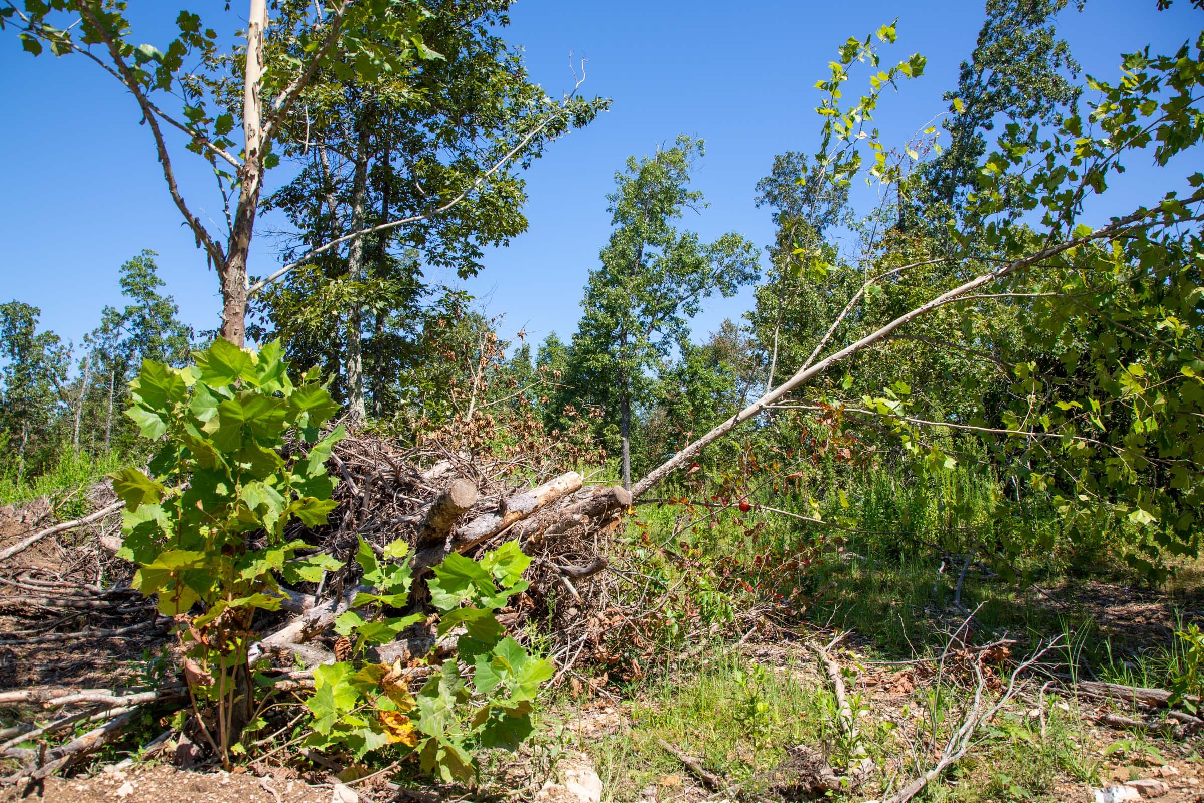 Borgmann’s Hollow Phase II Tract 63 photo 9