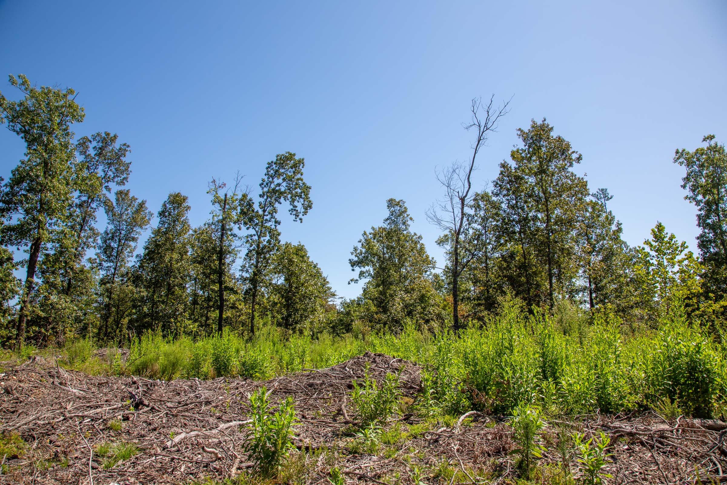 Borgmann’s Hollow Phase II Tract 63 photo 10