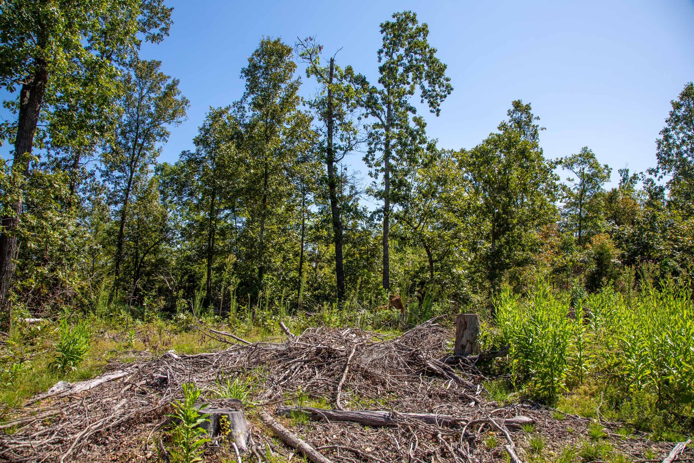 Borgmann’s Hollow Phase II Tract 63 photo 11