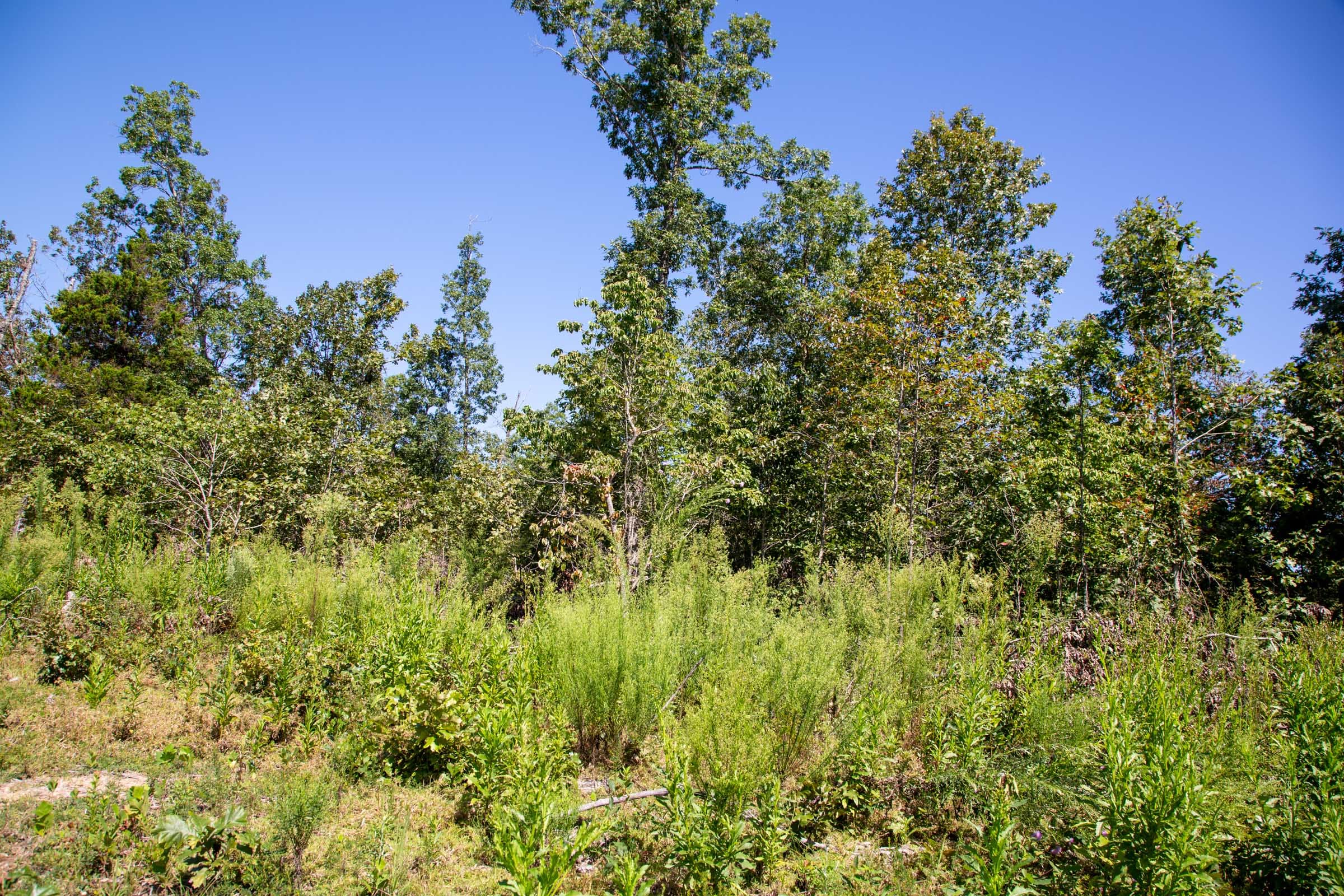 Borgmann’s Hollow Phase II Tract 63 photo 12