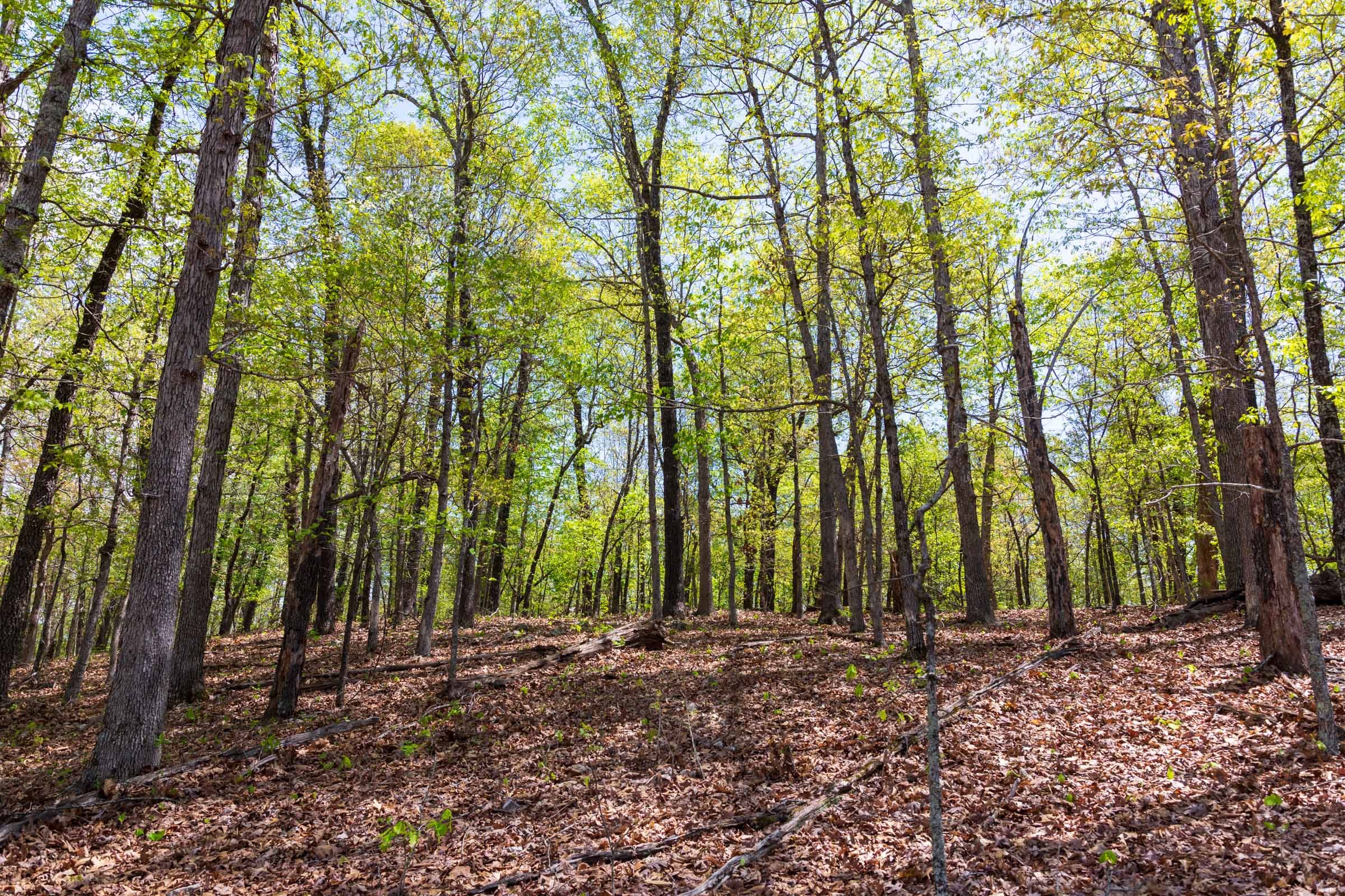Autumnwood Tract 20 photo 2