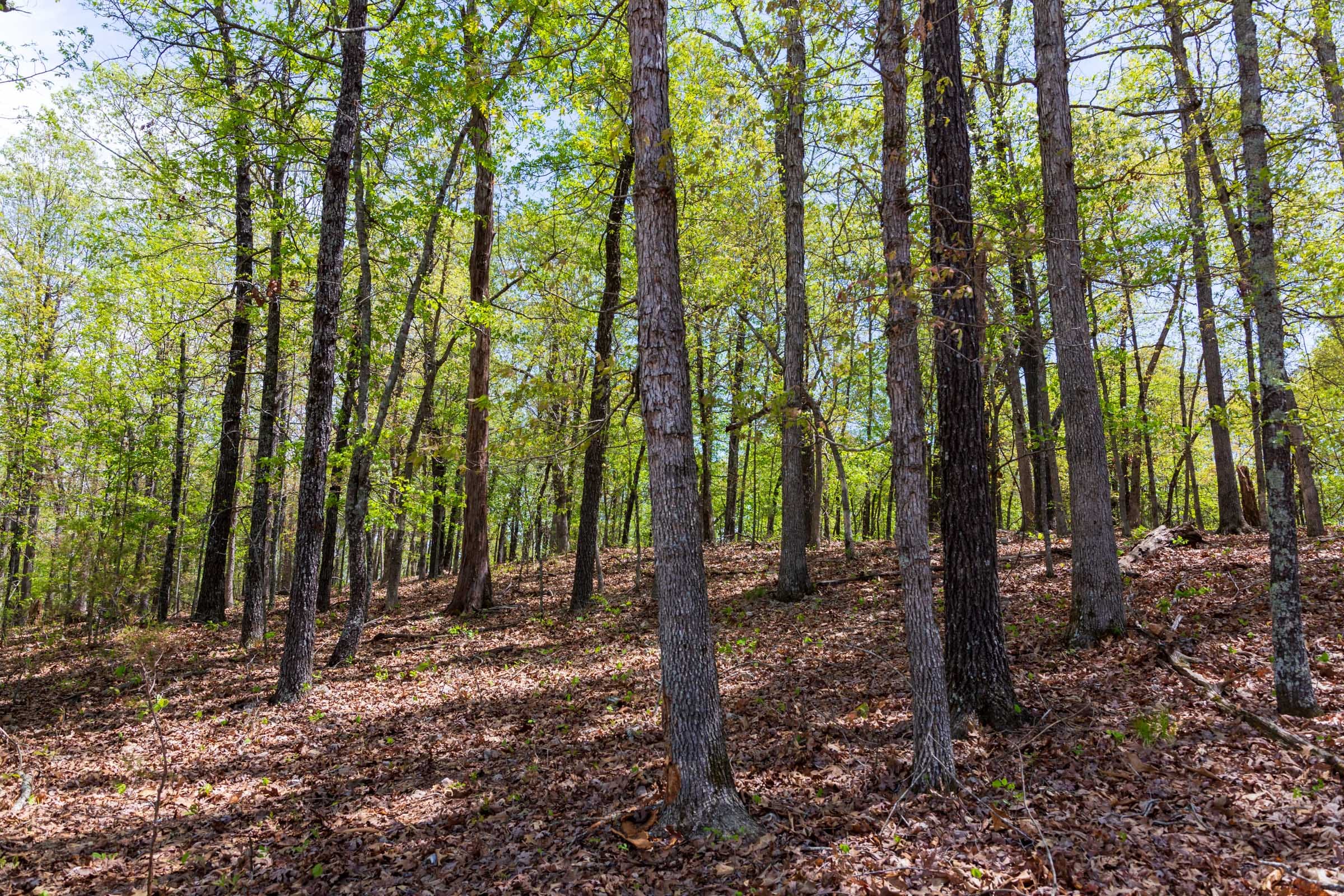 Autumnwood Tract 20 photo 3