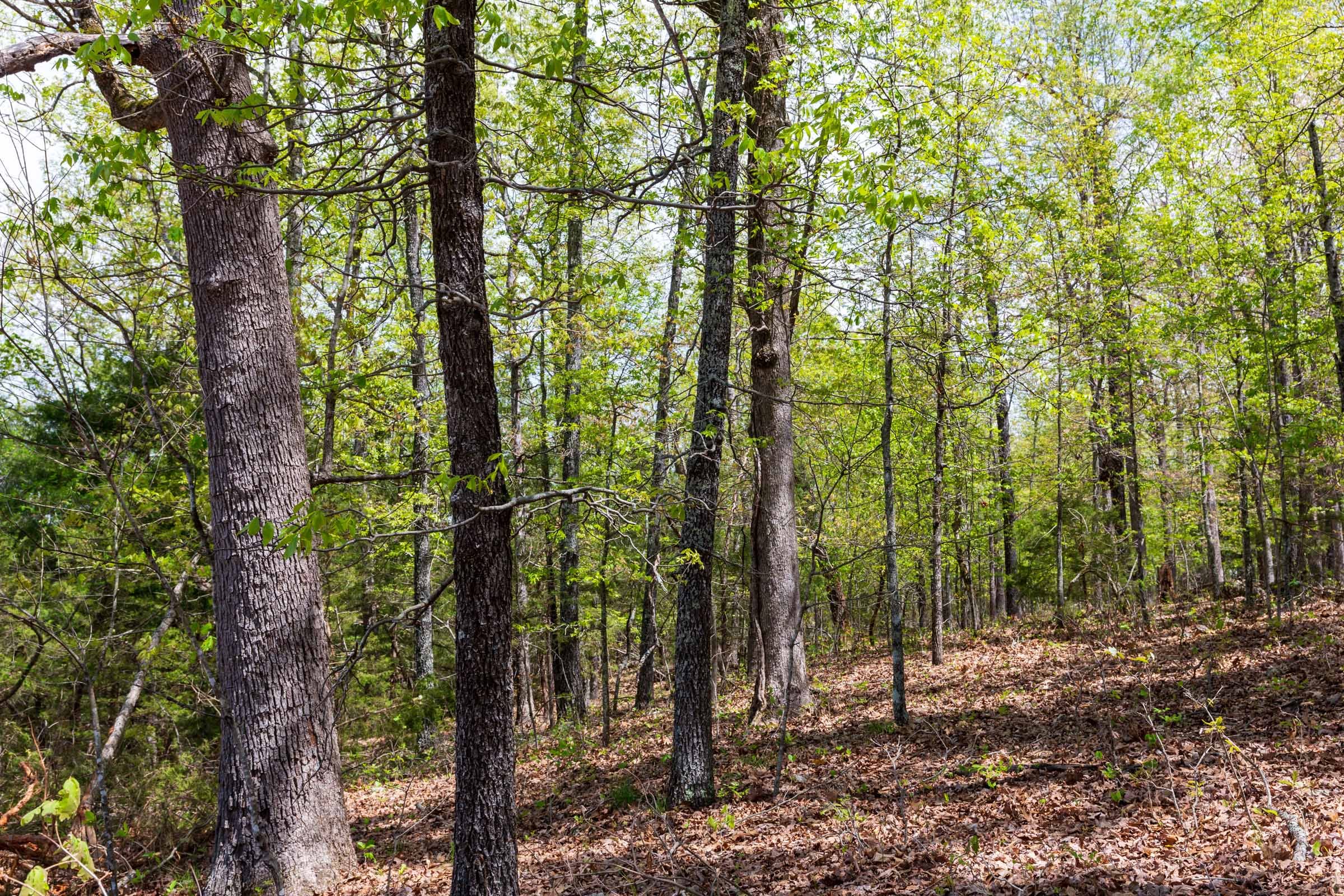Autumnwood Tract 20 photo 4