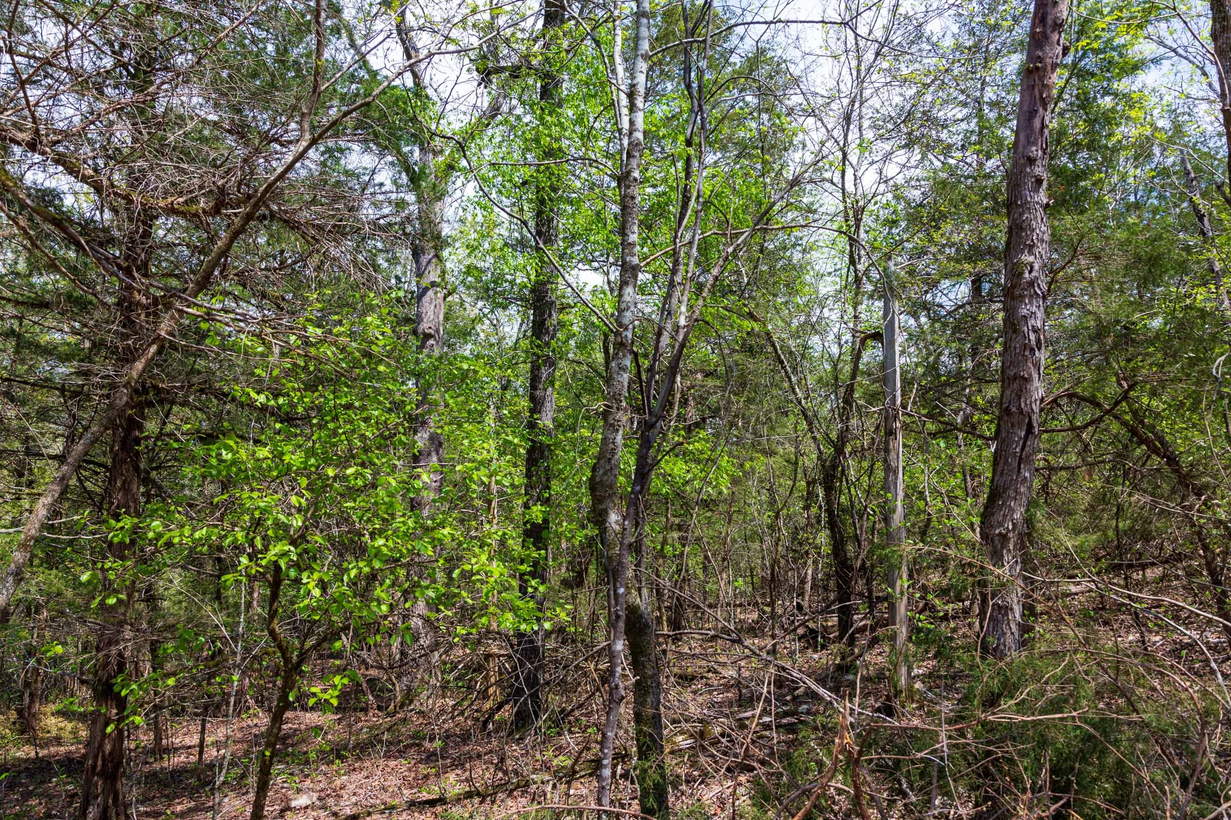 Autumnwood Tract 20 photo 6