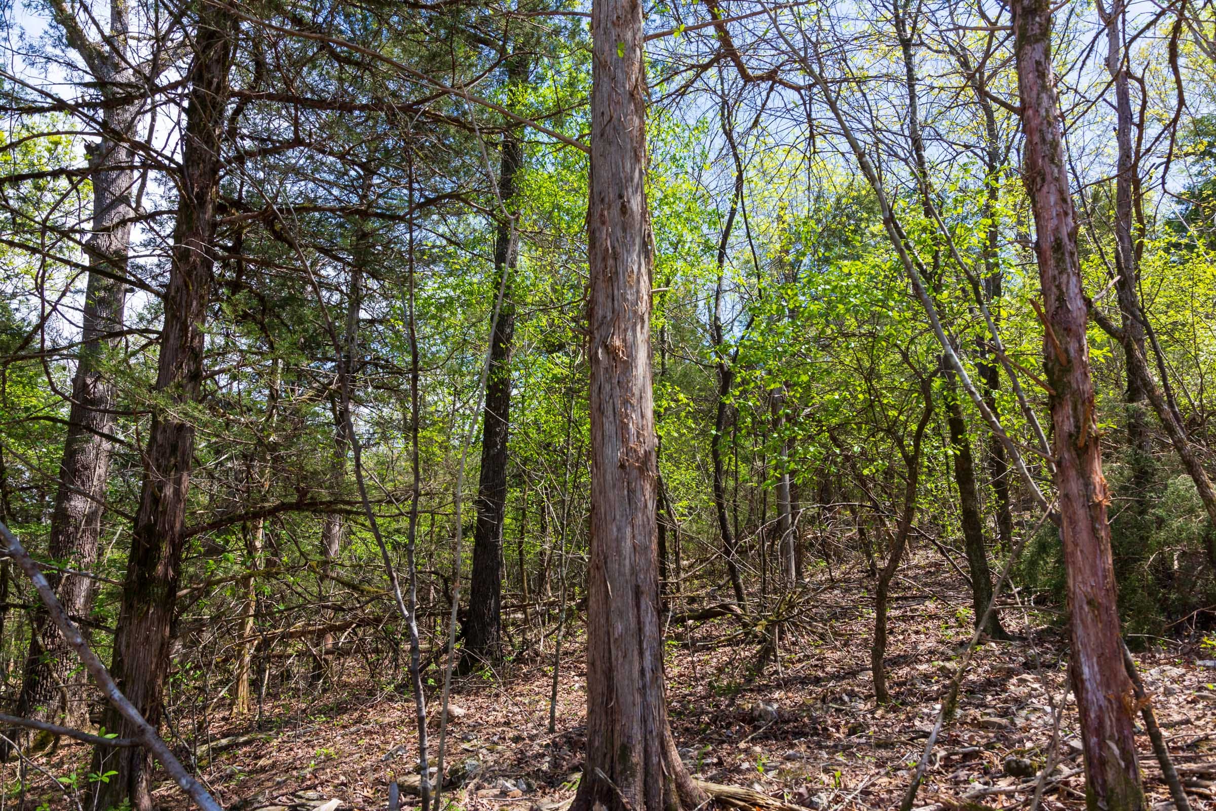 Autumnwood Tract 20 photo 7
