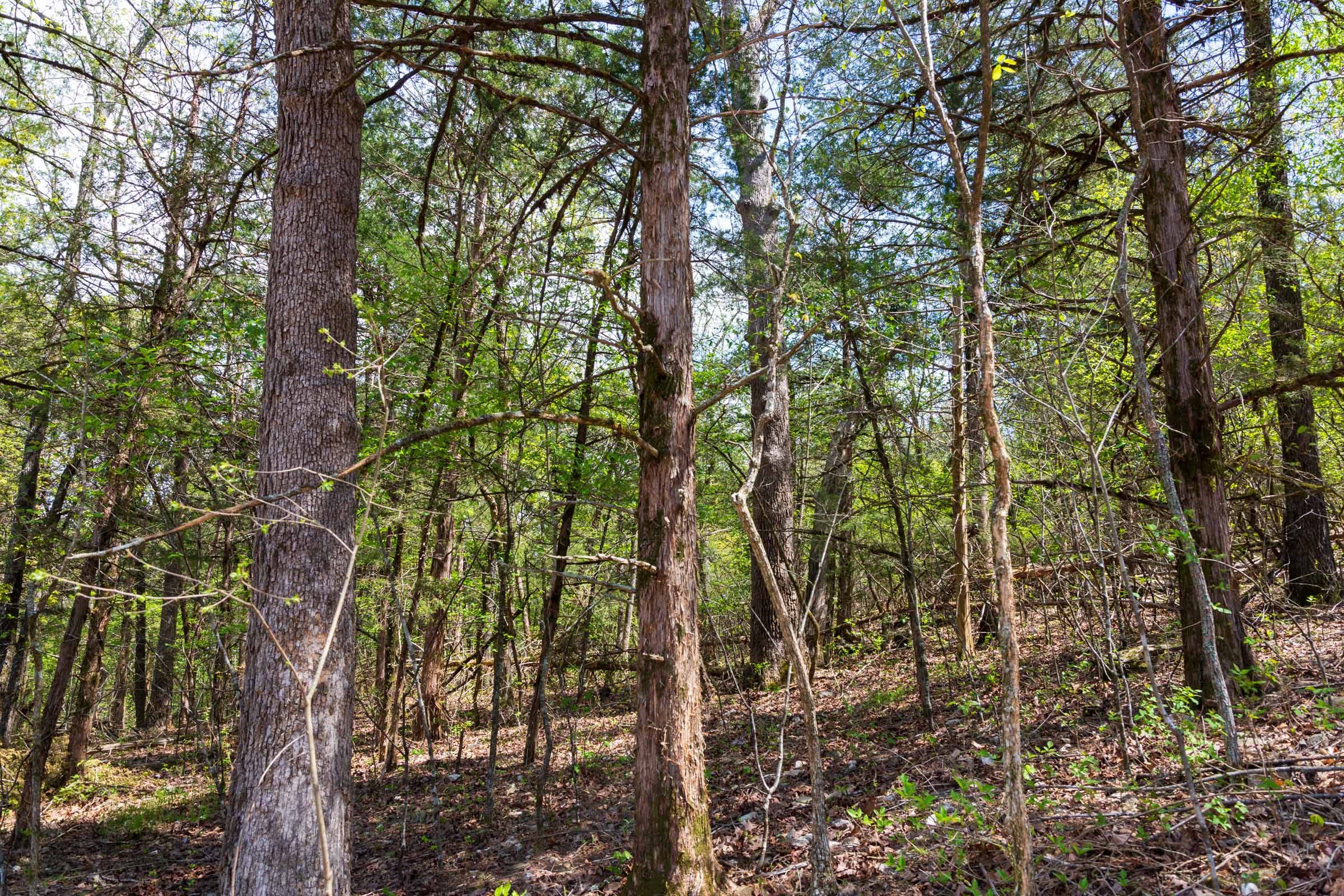 Autumnwood Tract 20 photo 8