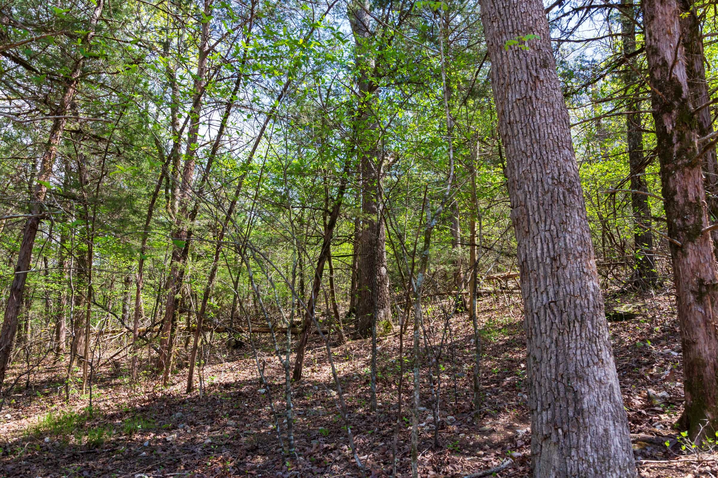 Autumnwood Tract 20 photo 9
