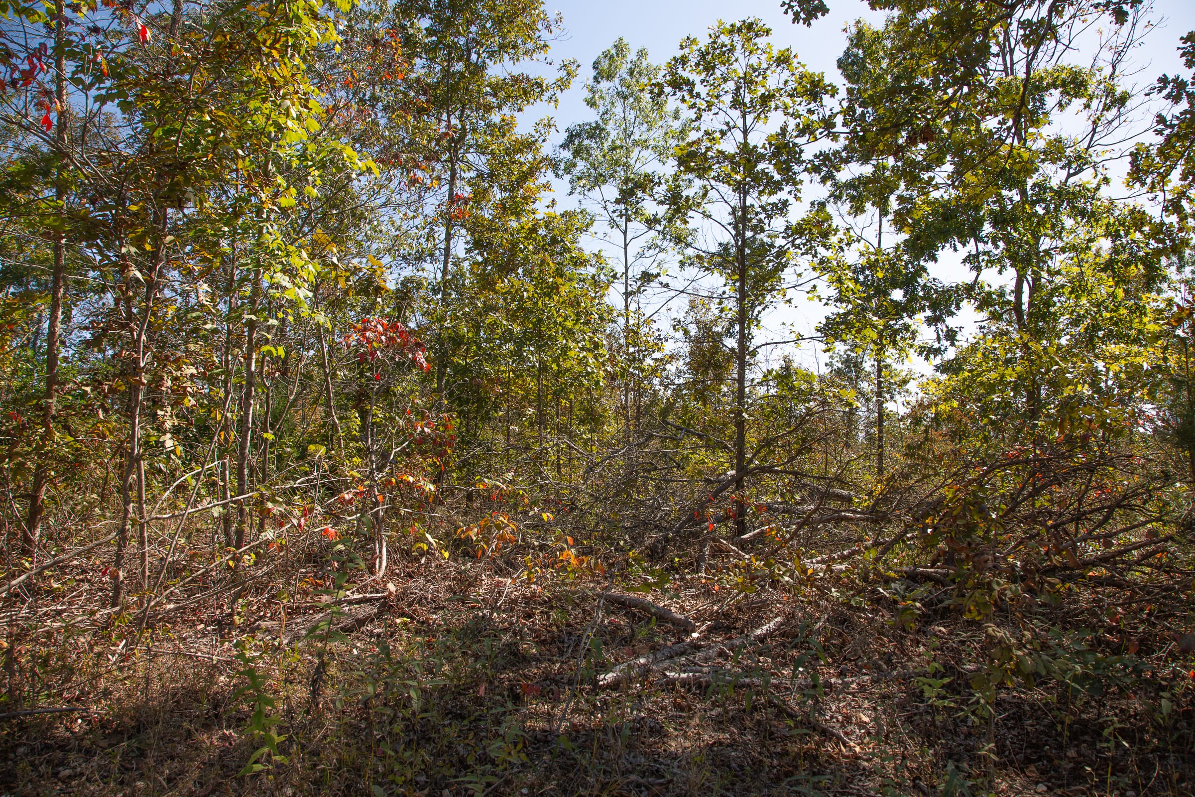 Borgmann’s Hollow Phase III Tract 90 photo 2