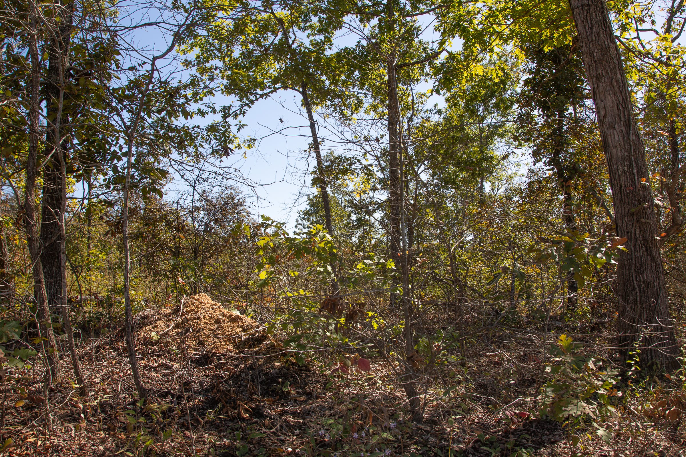 Borgmann’s Hollow Phase III Tract 90 photo 3