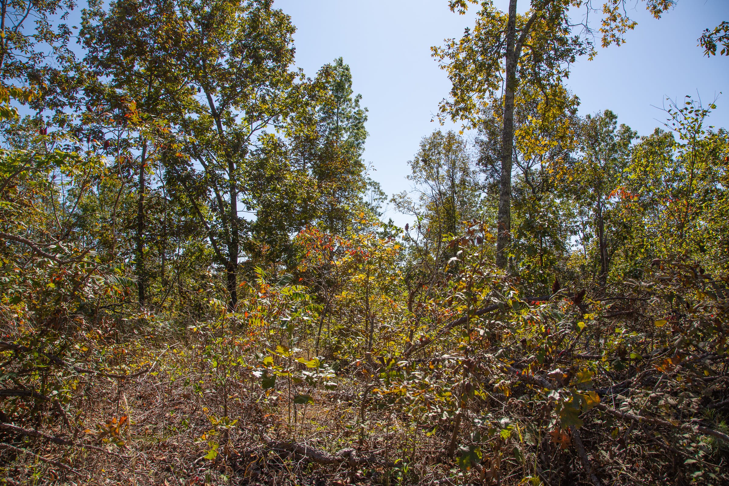 Borgmann’s Hollow Phase III Tract 90 photo 4