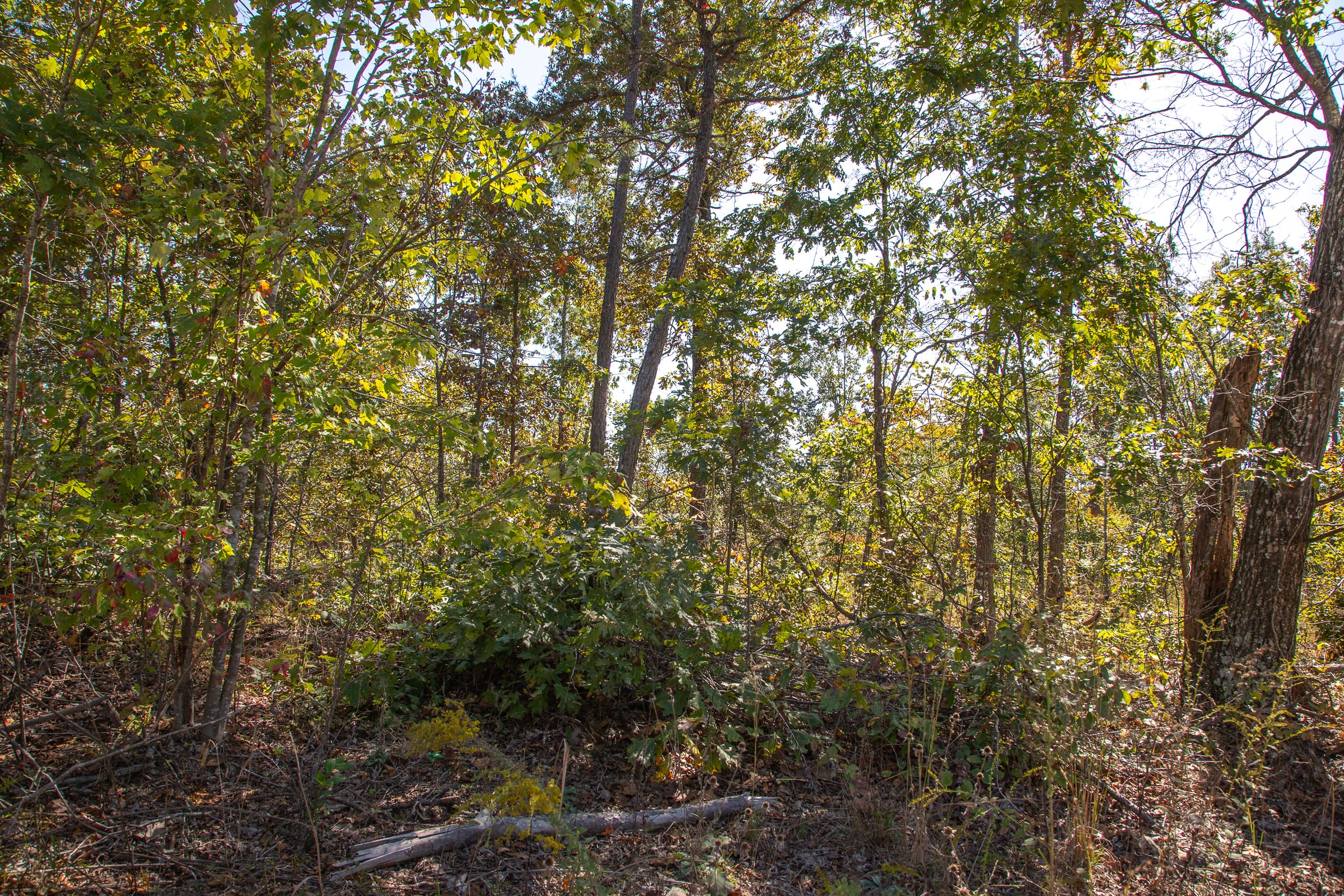 Borgmann’s Hollow Phase III Tract 90 photo 6