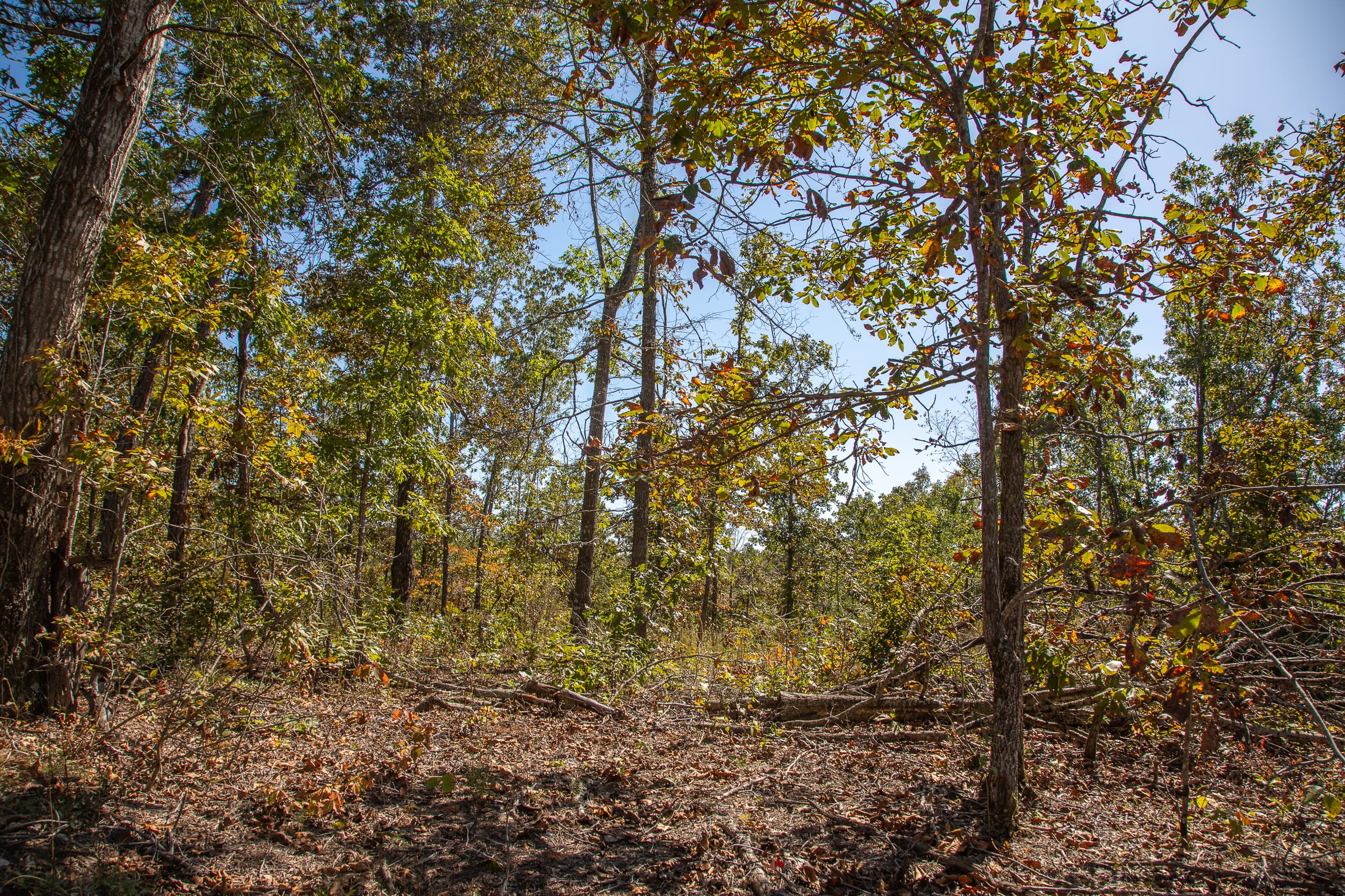 Borgmann’s Hollow Phase III Tract 90 photo 7