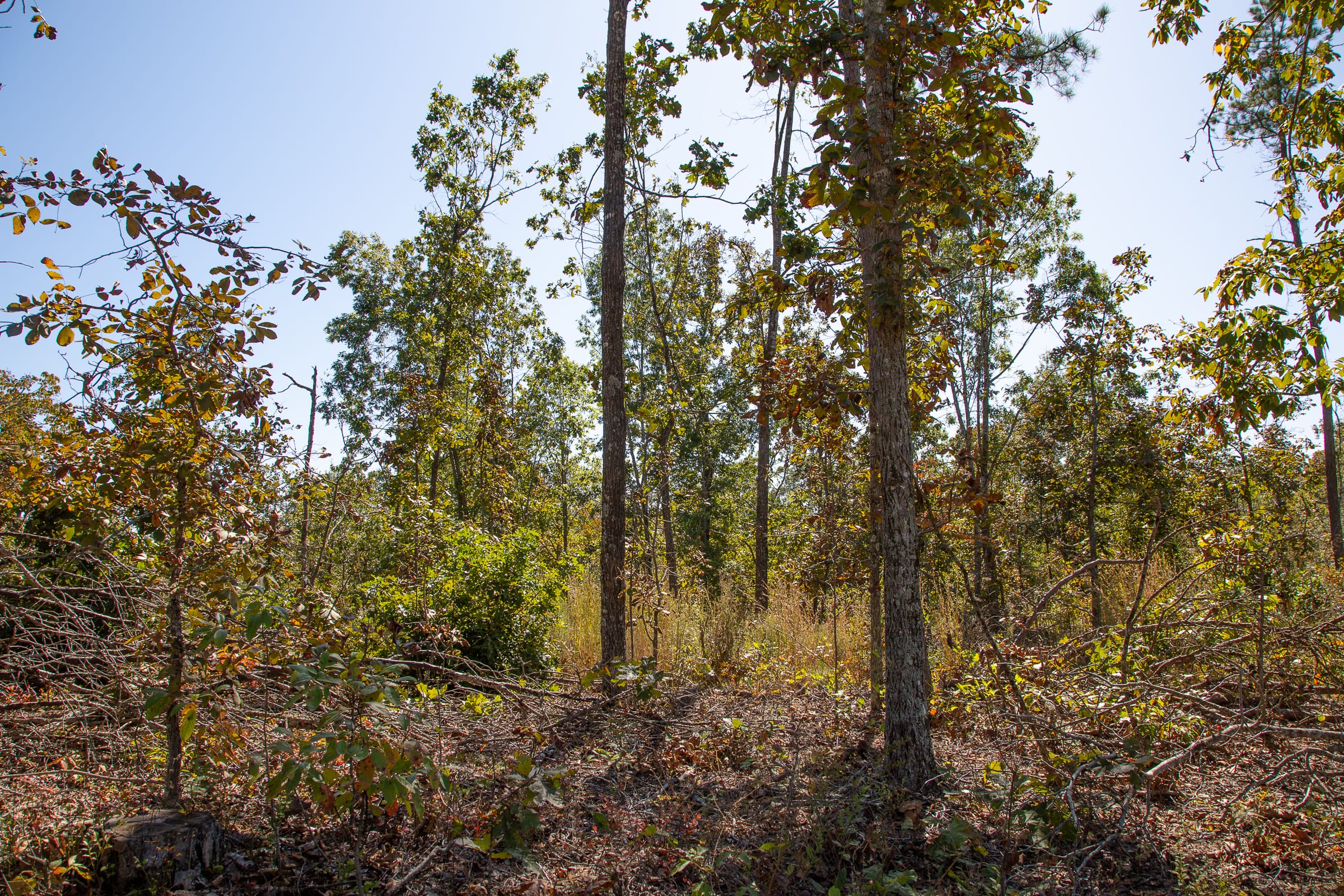 Borgmann’s Hollow Phase III Tract 90 photo 8