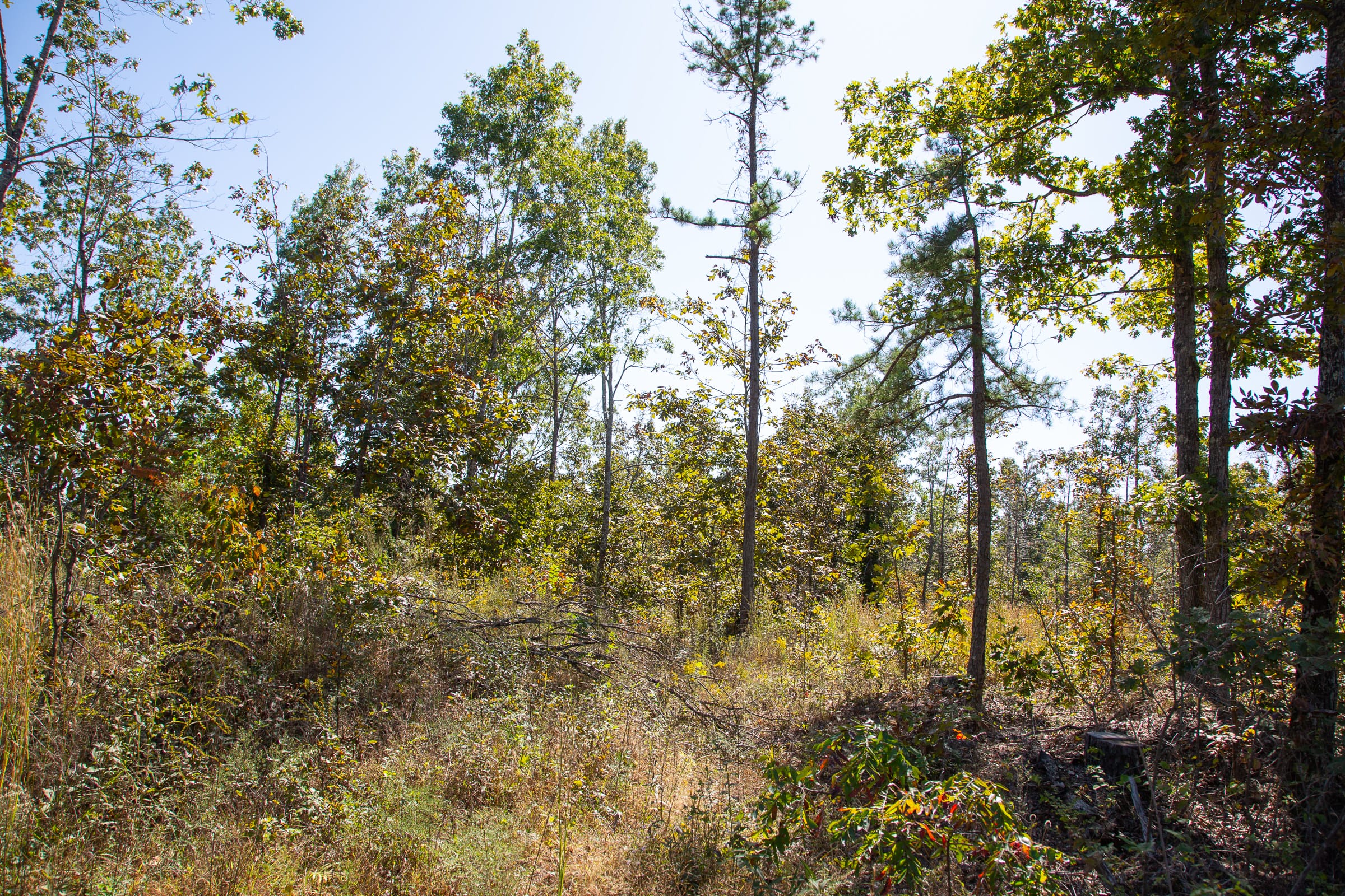Borgmann’s Hollow Phase III Tract 90 photo 10