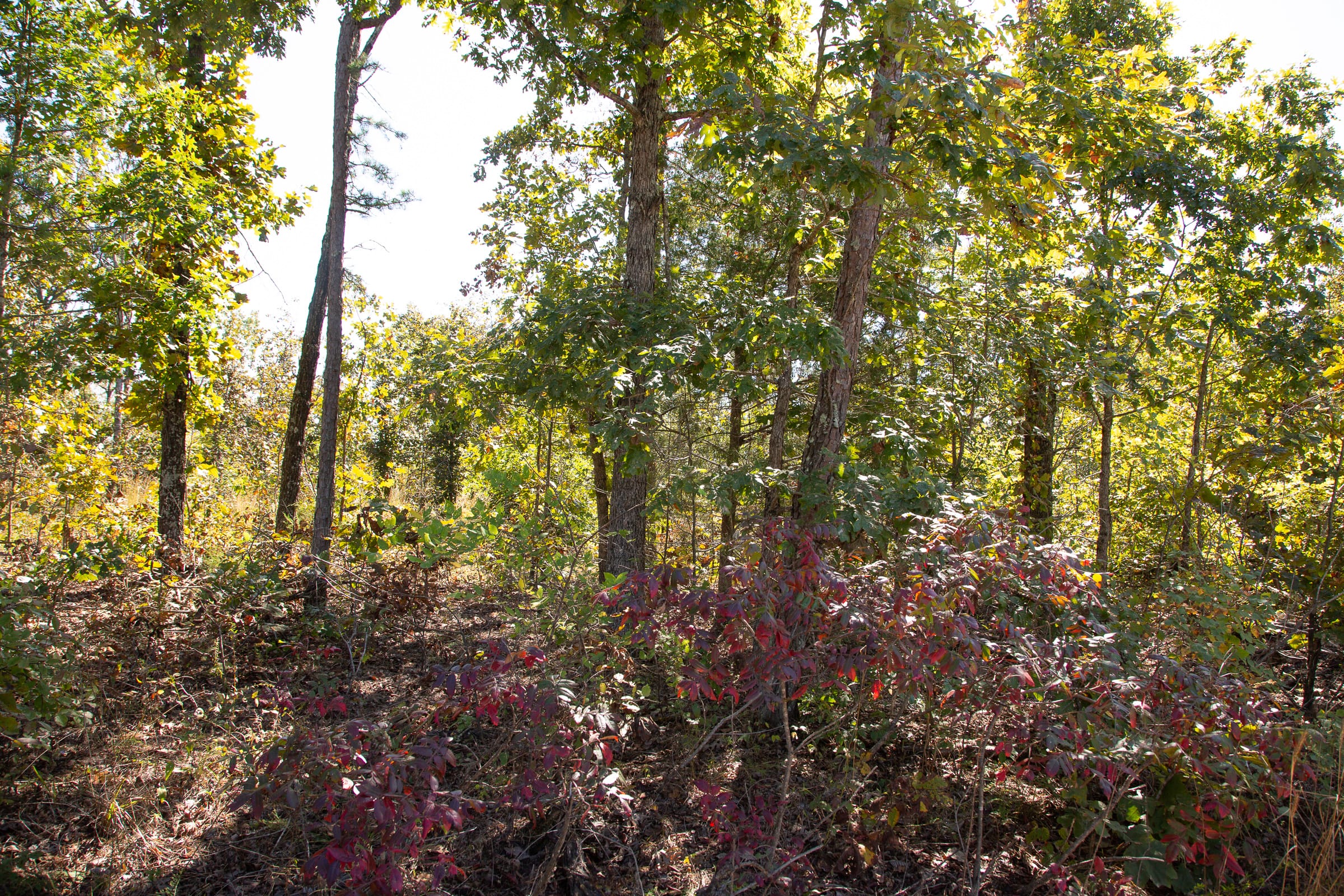 Borgmann’s Hollow Phase III Tract 90 photo 11