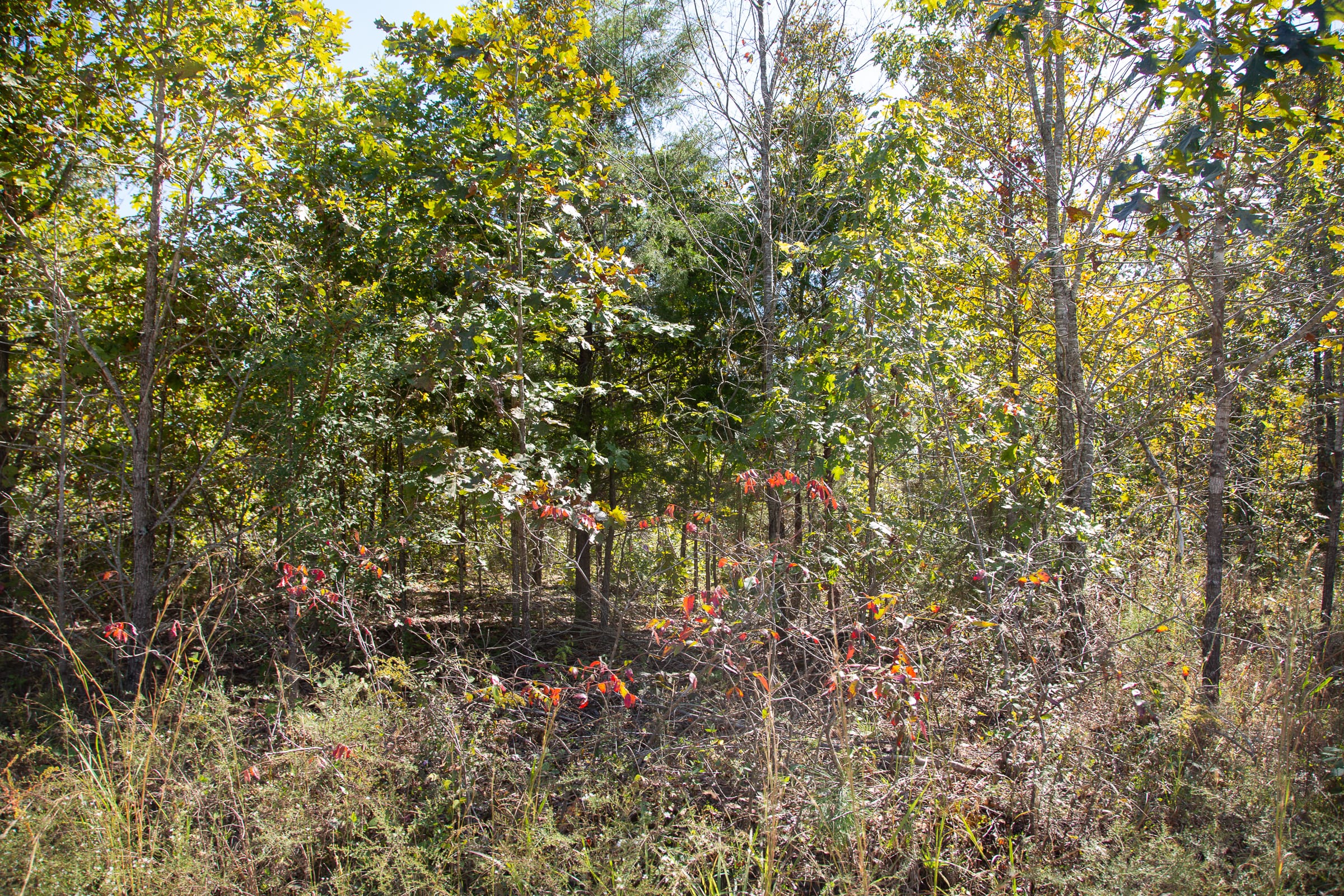 Borgmann’s Hollow Phase III Tract 90 photo 12