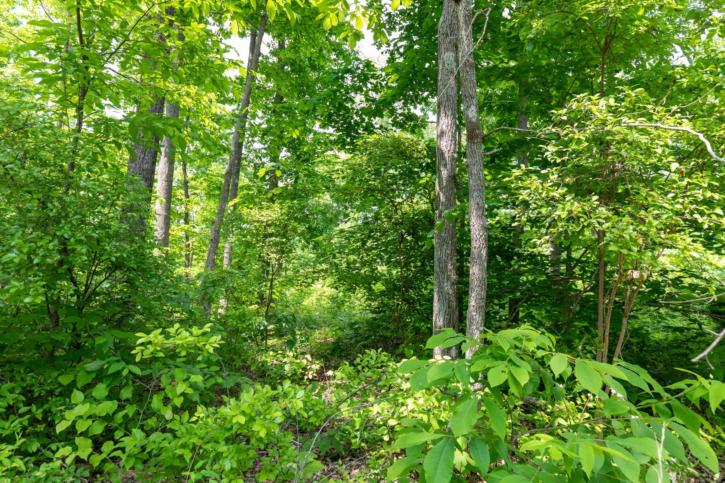 Cedar Creek Tract 15 photo 2