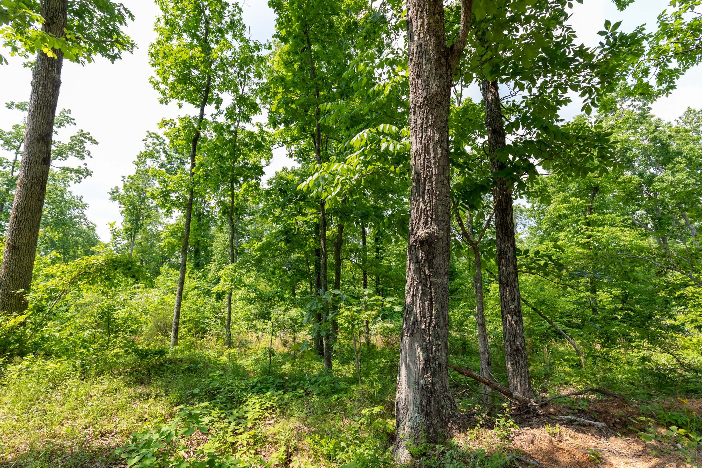 Cedar Creek Tract 15 photo 3