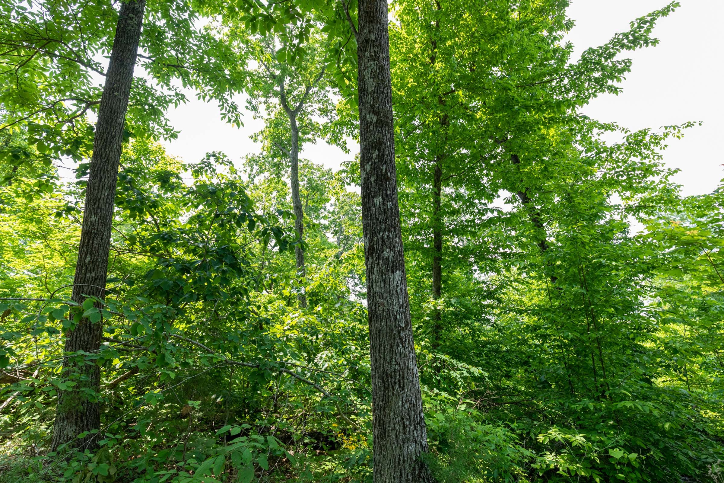 Cedar Creek Tract 15 photo 5
