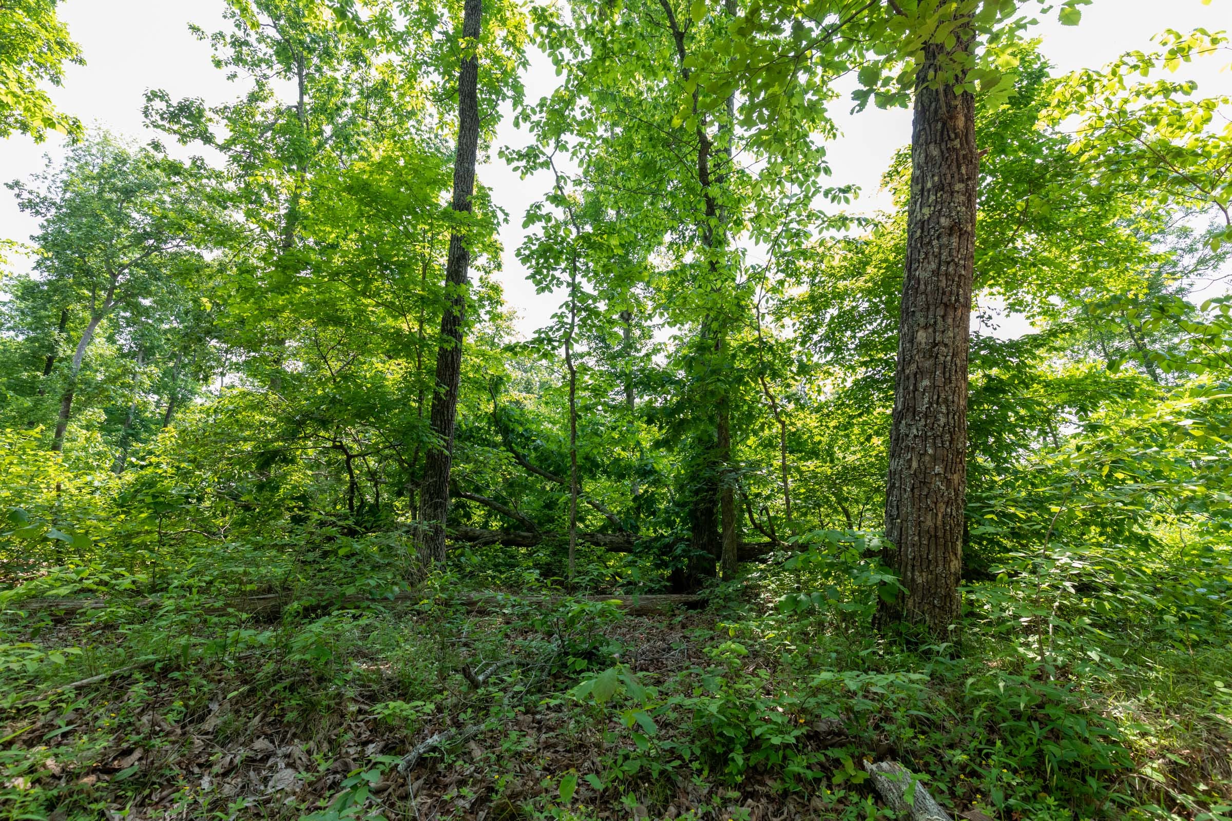 Cedar Creek Tract 15 photo 6