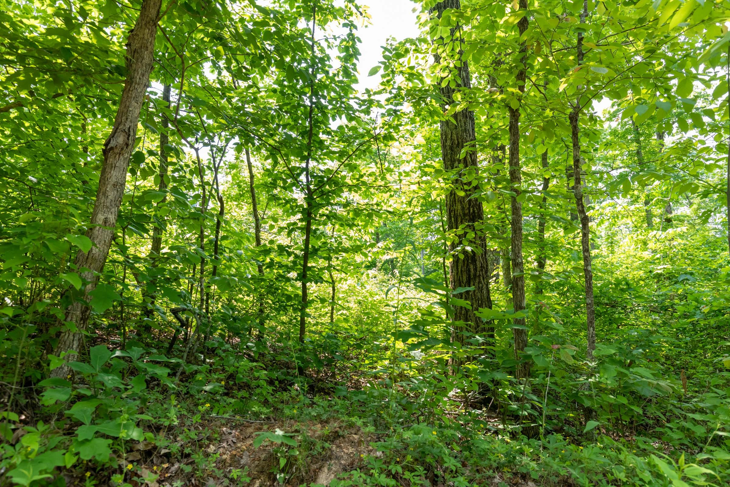 Cedar Creek Tract 15 photo 8