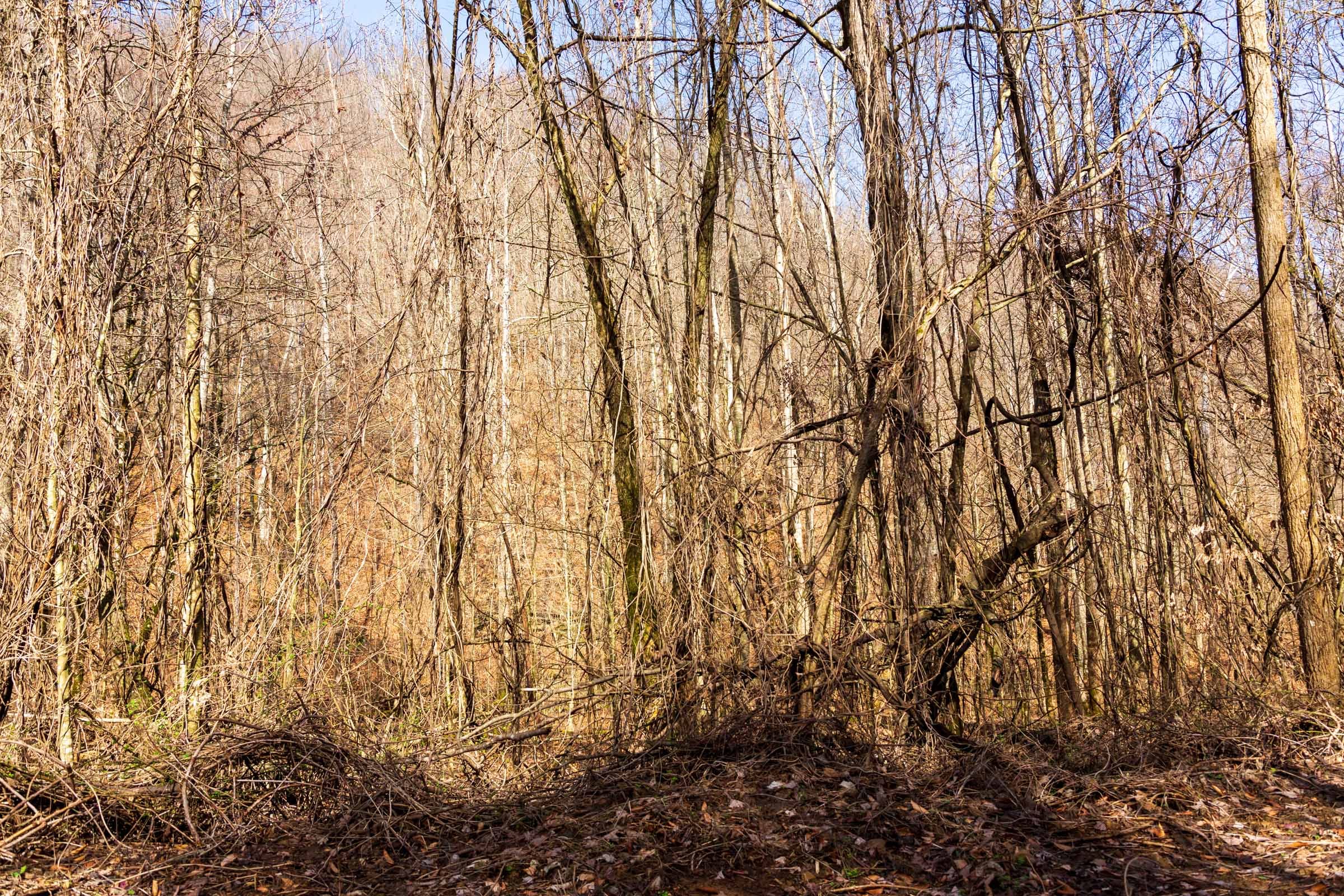 Blackstone Mountain Phase II Tract 69 photo 5
