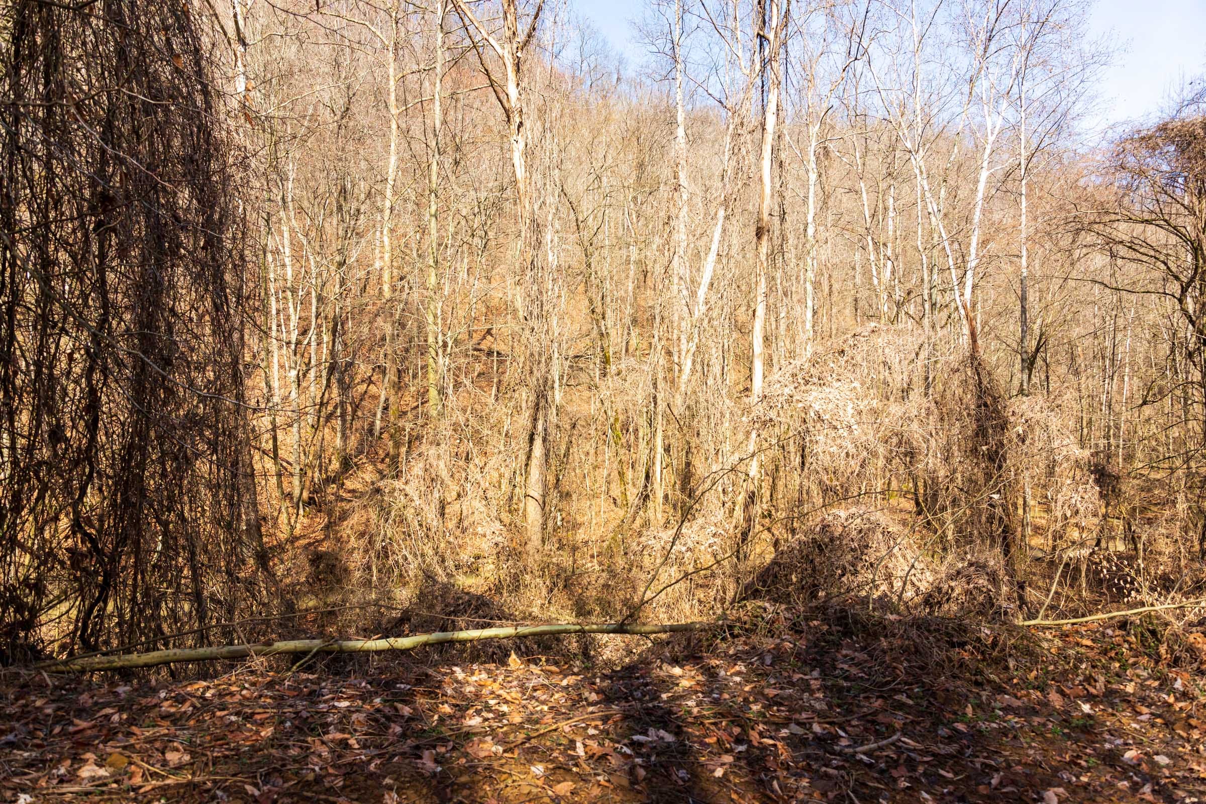 Blackstone Mountain Phase II Tract 69 photo 11