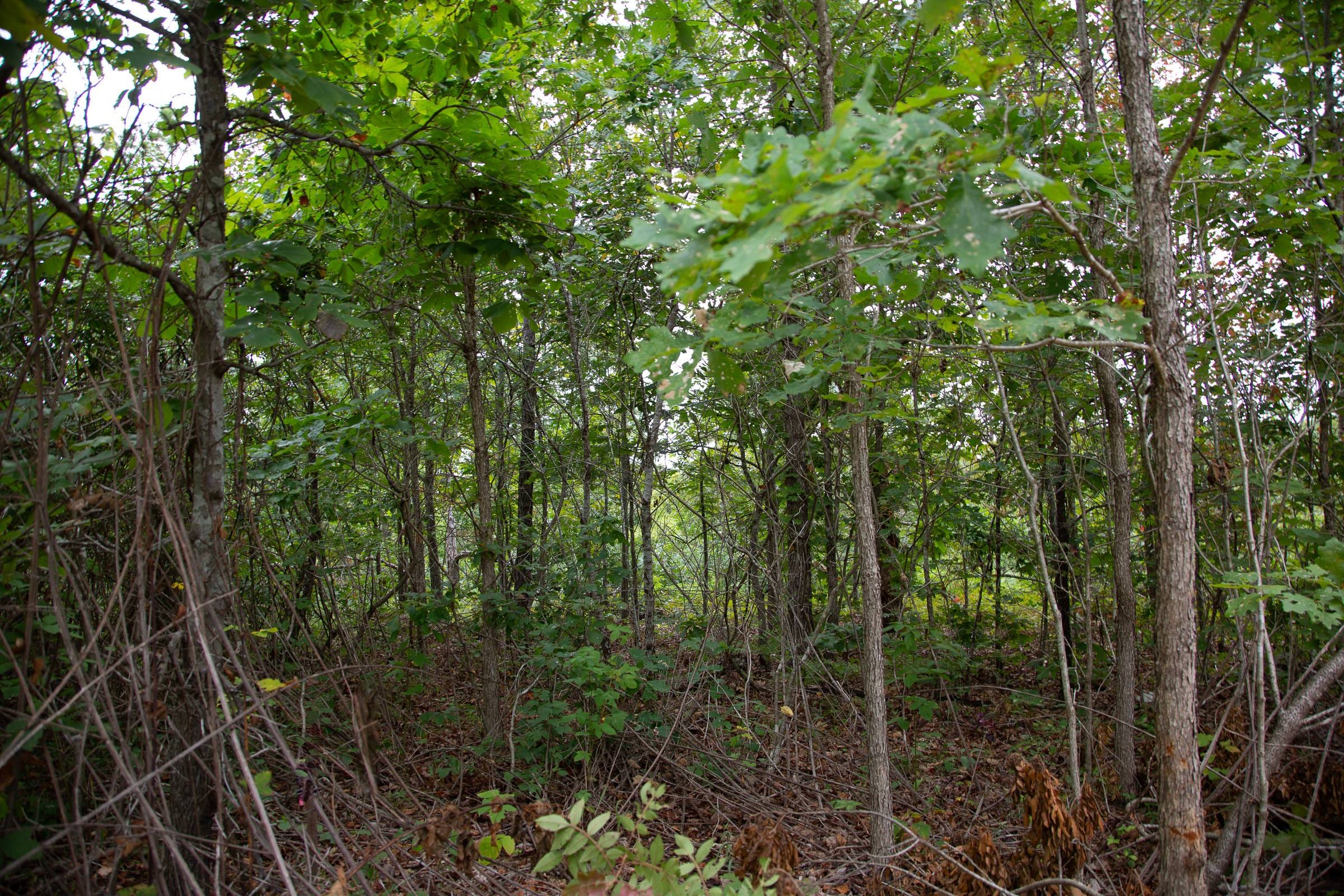 Borgmann’s Hollow Phase I Tract 29 photo 2
