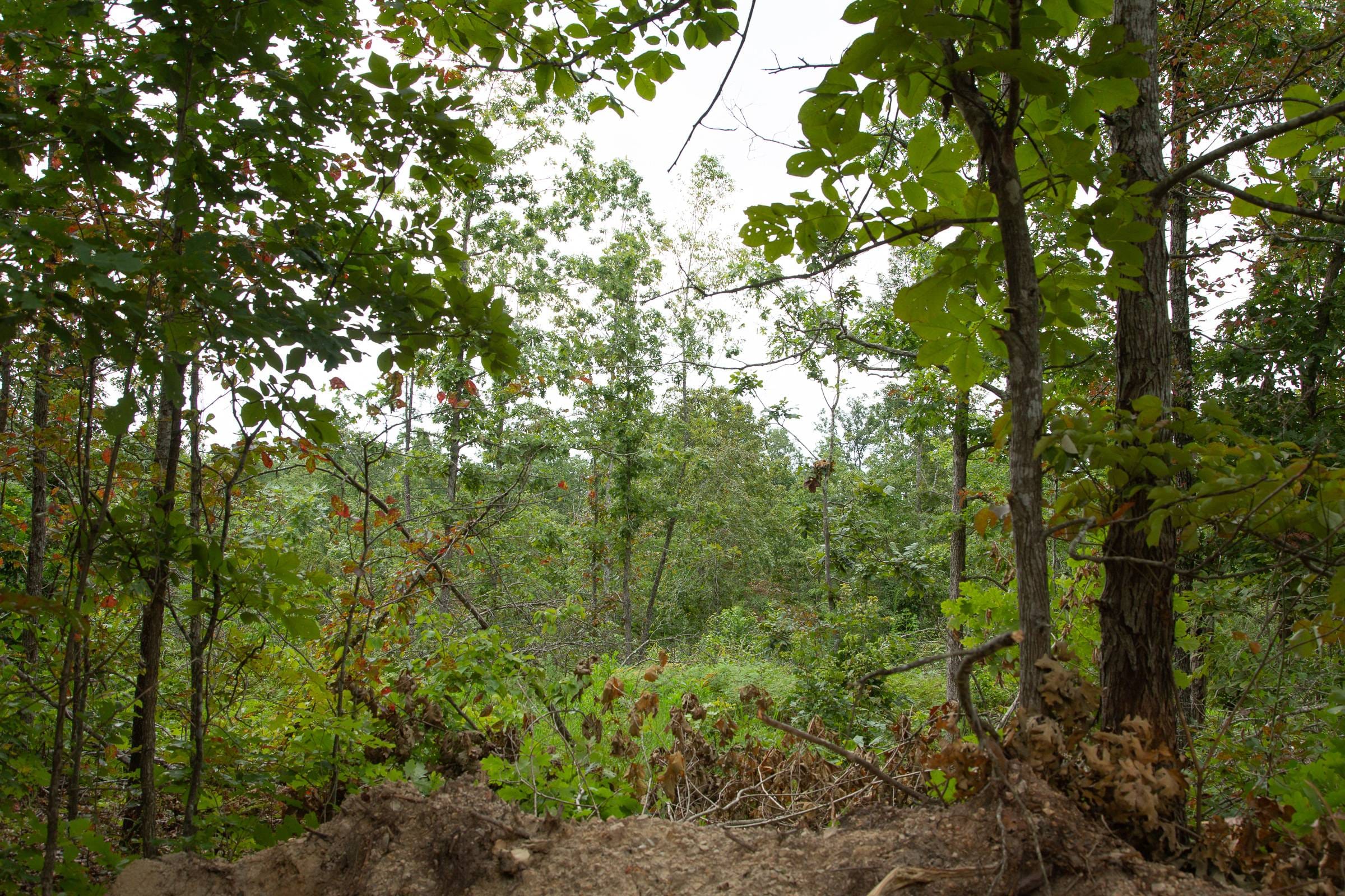 Borgmann’s Hollow Phase I Tract 29 photo 3