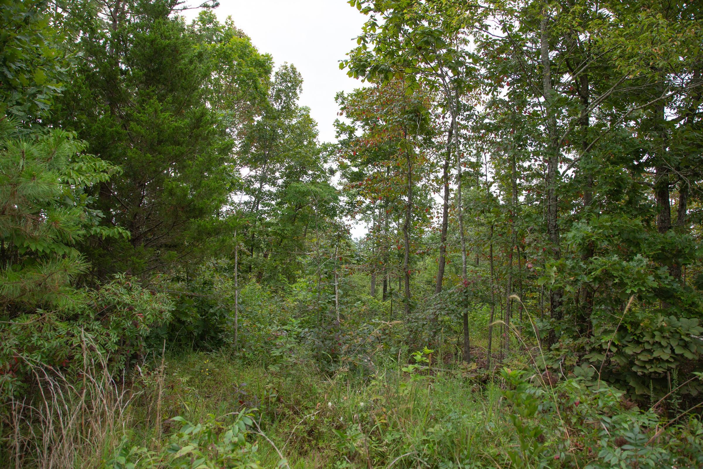 Borgmann’s Hollow Phase I Tract 29 photo 4
