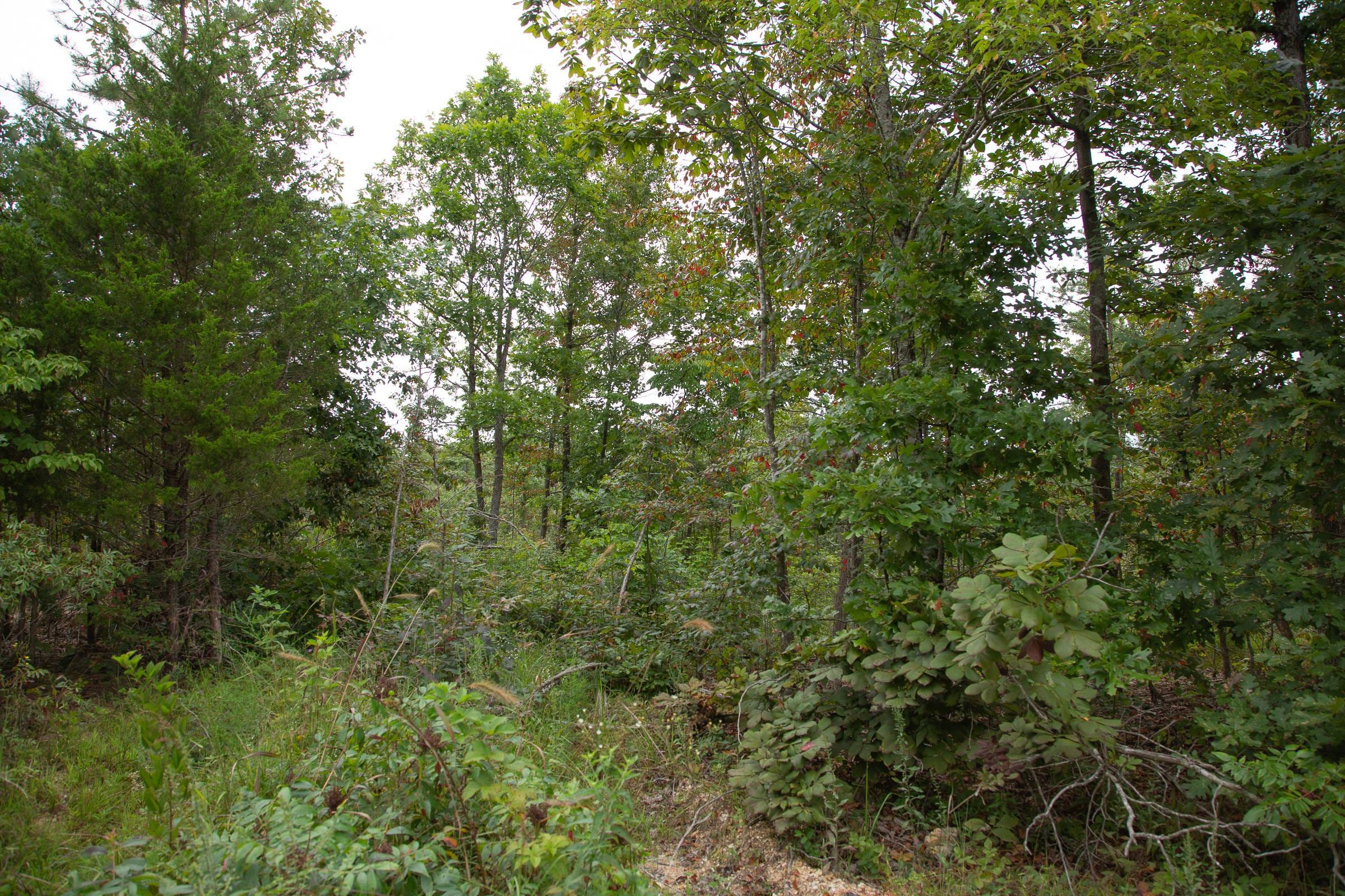 Borgmann’s Hollow Phase I Tract 29 photo 6
