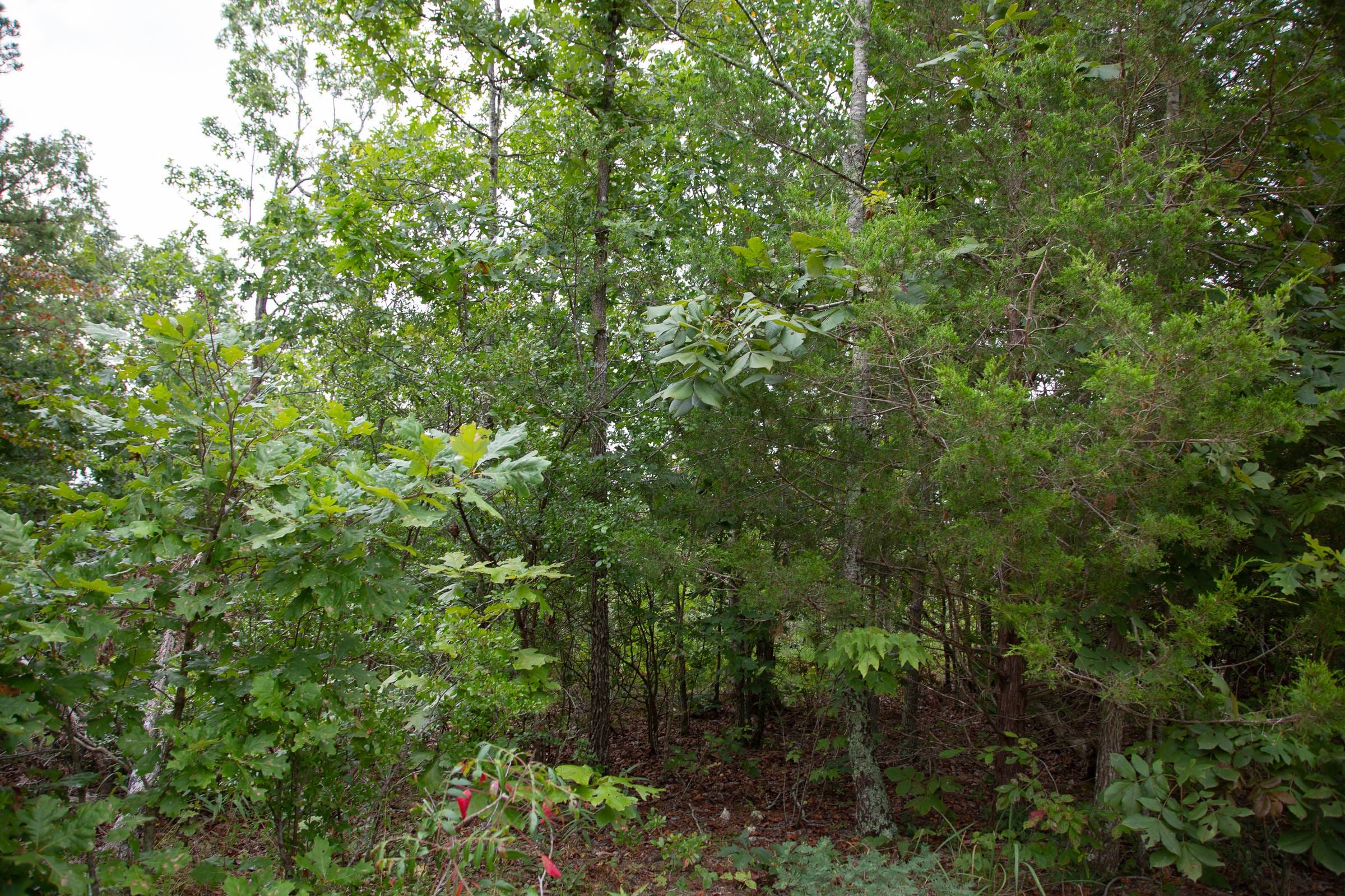 Borgmann’s Hollow Phase I Tract 29 photo 7