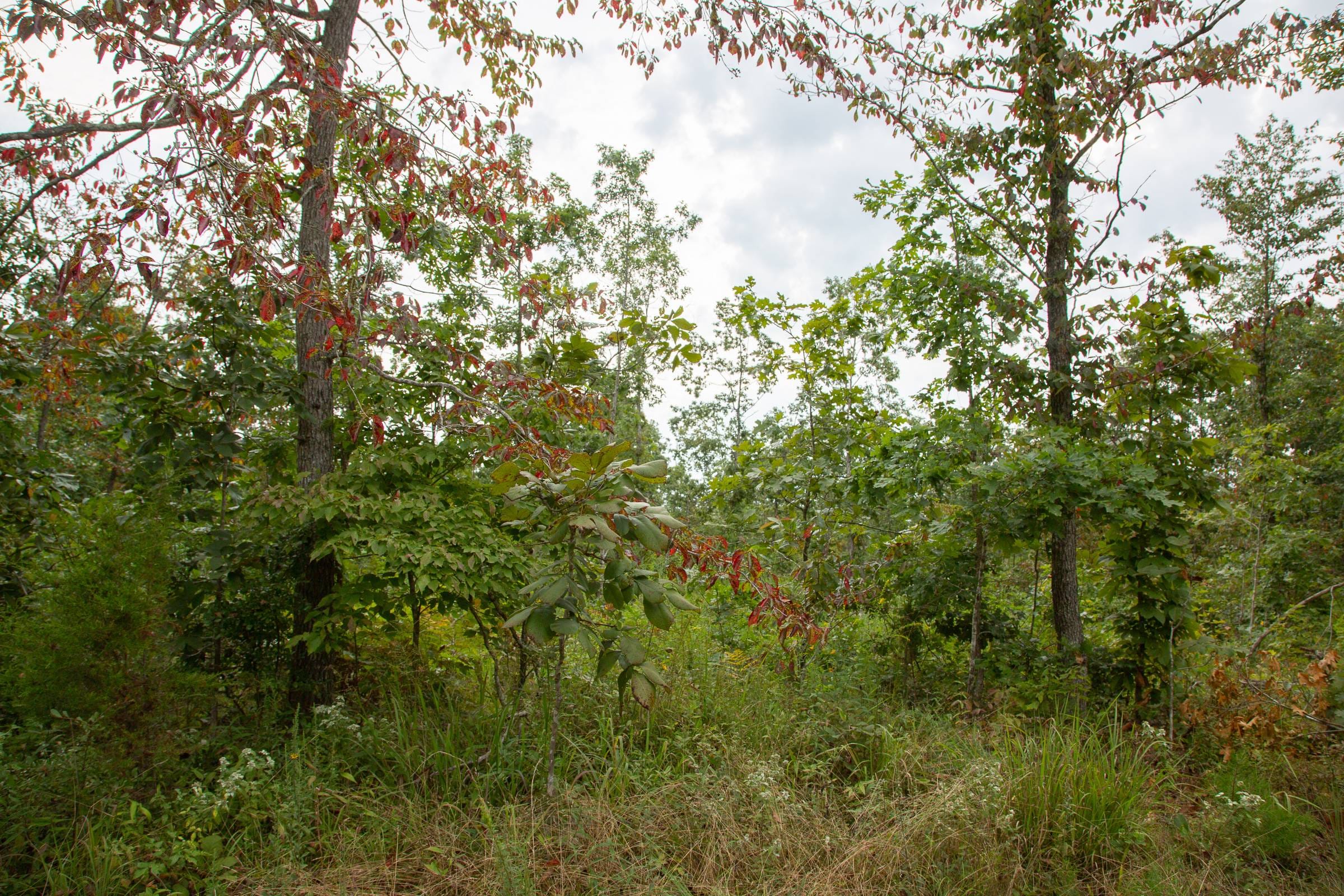 Borgmann’s Hollow Phase I Tract 29 photo 9