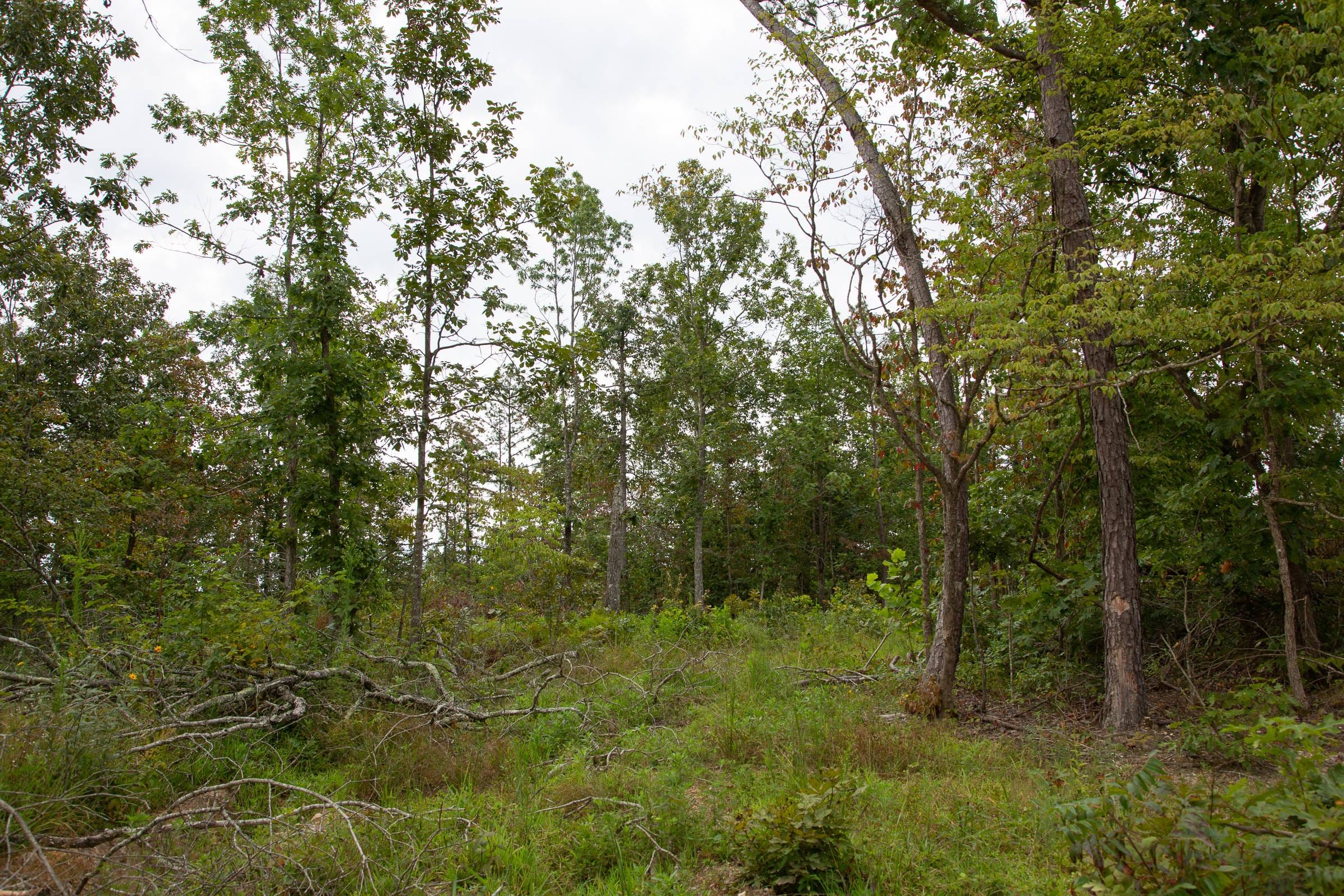 Borgmann’s Hollow Phase I Tract 29 photo 13