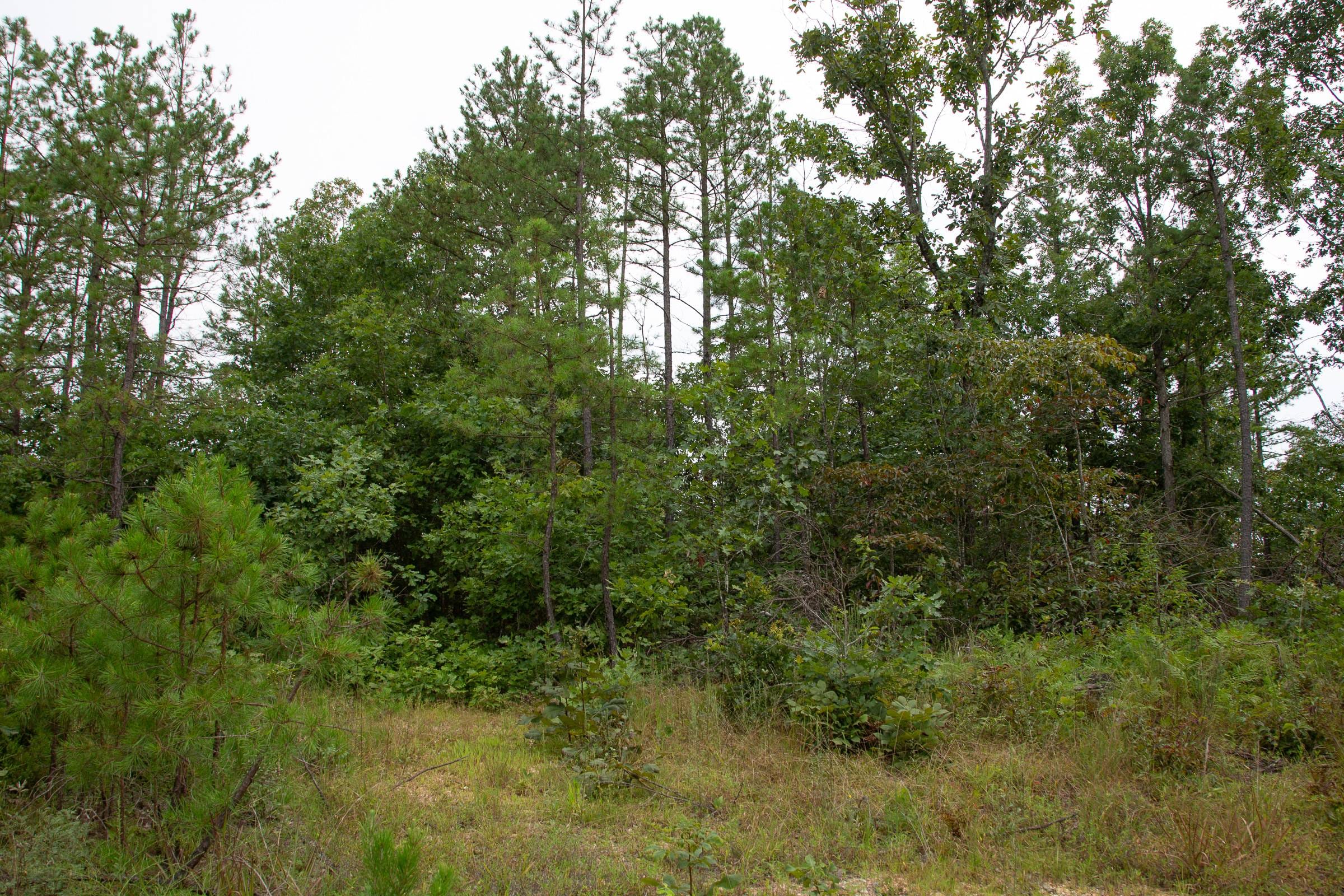 Borgmann’s Hollow Phase I Tract 29 photo 16
