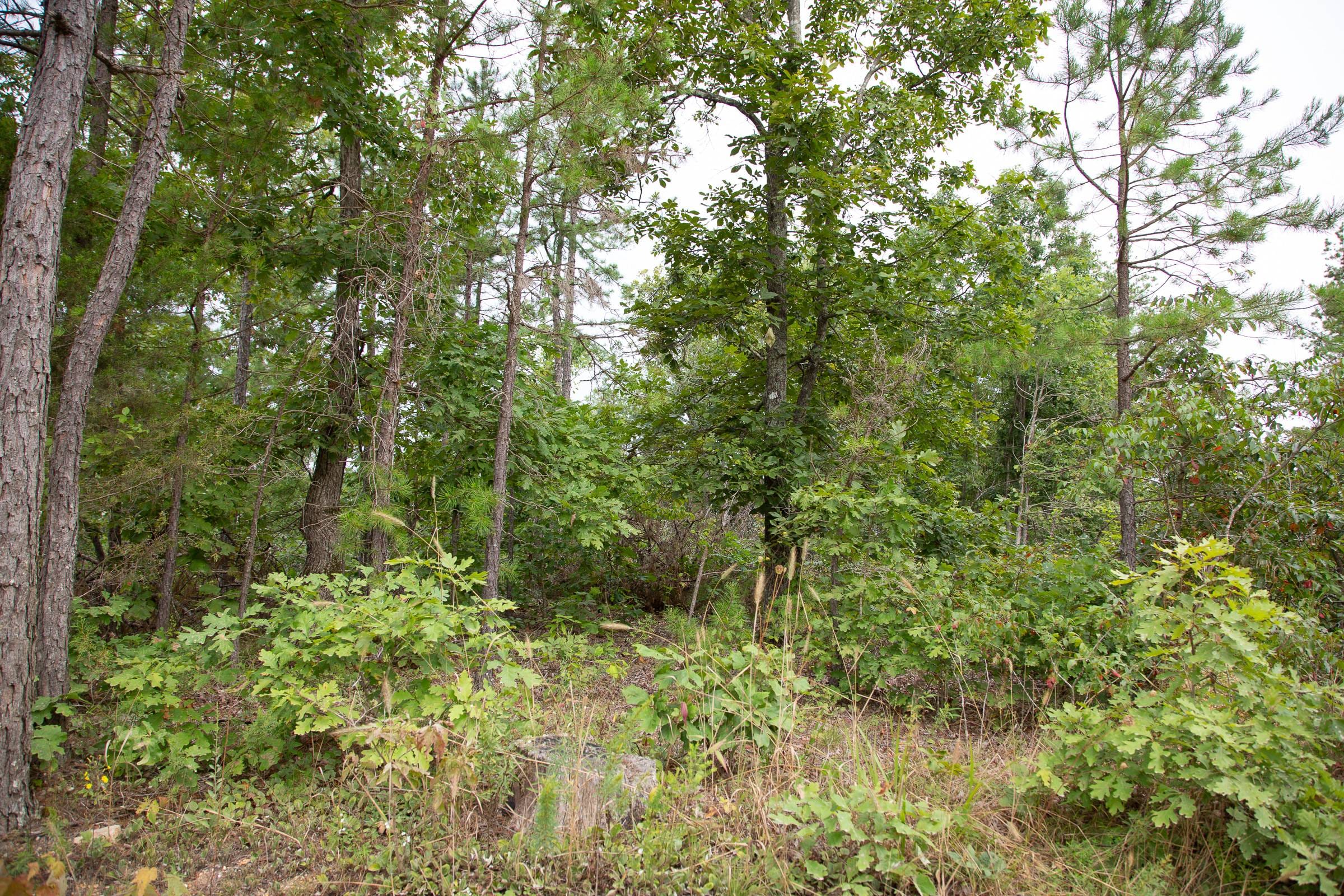 Borgmann’s Hollow Phase I Tract 29 photo 17