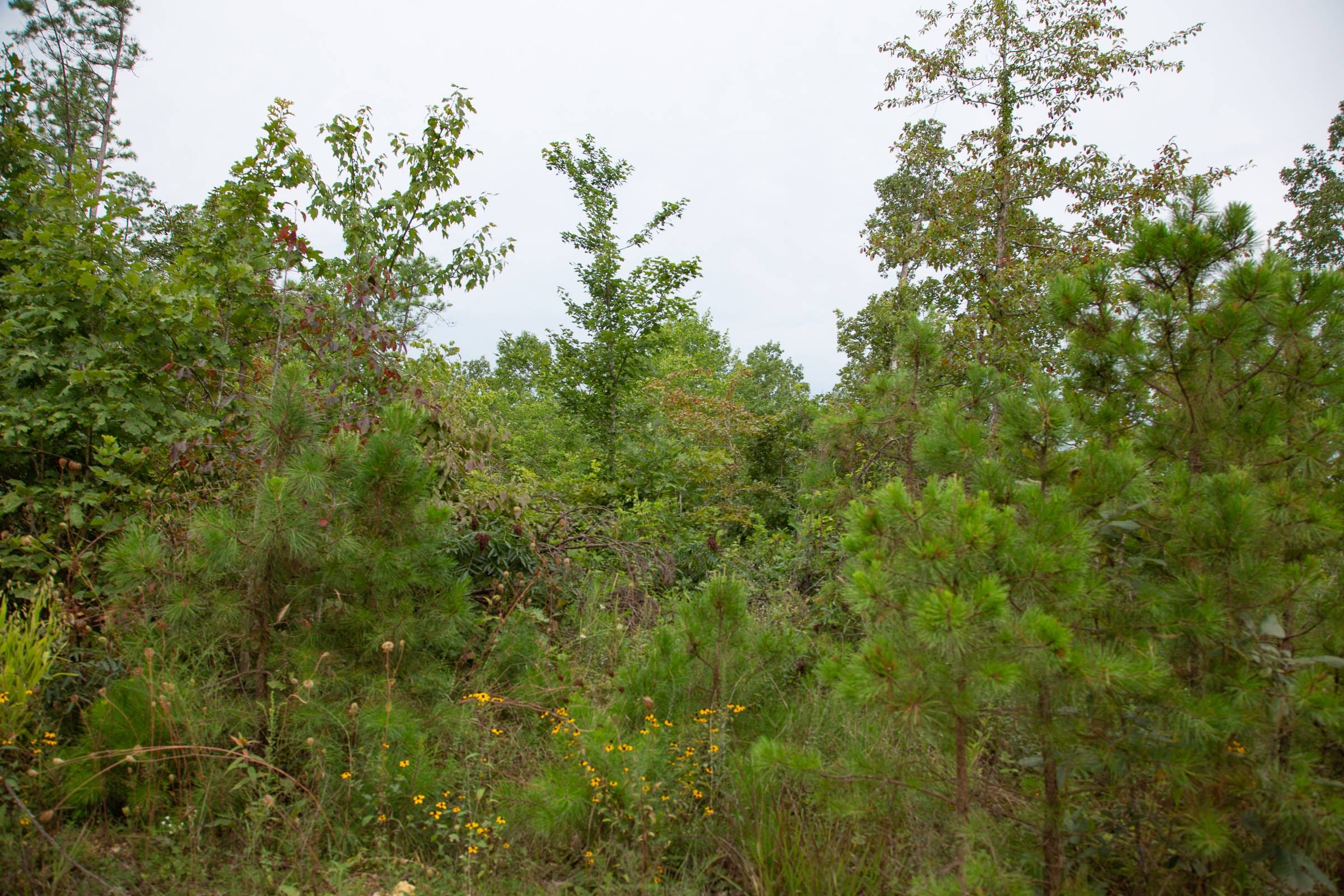 Borgmann’s Hollow Phase I Tract 29 photo 18