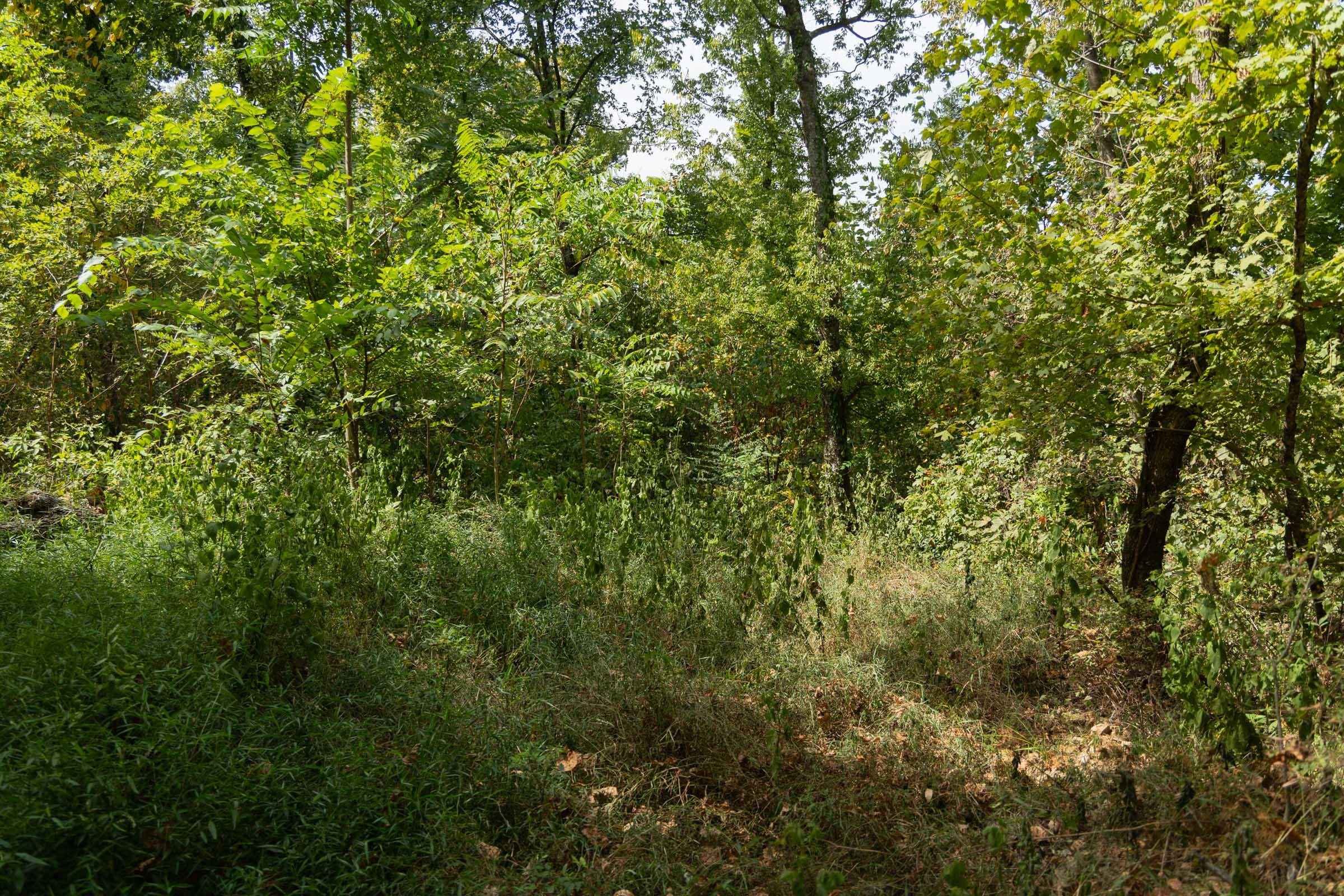 Big White Oak Tract 118 photo 14